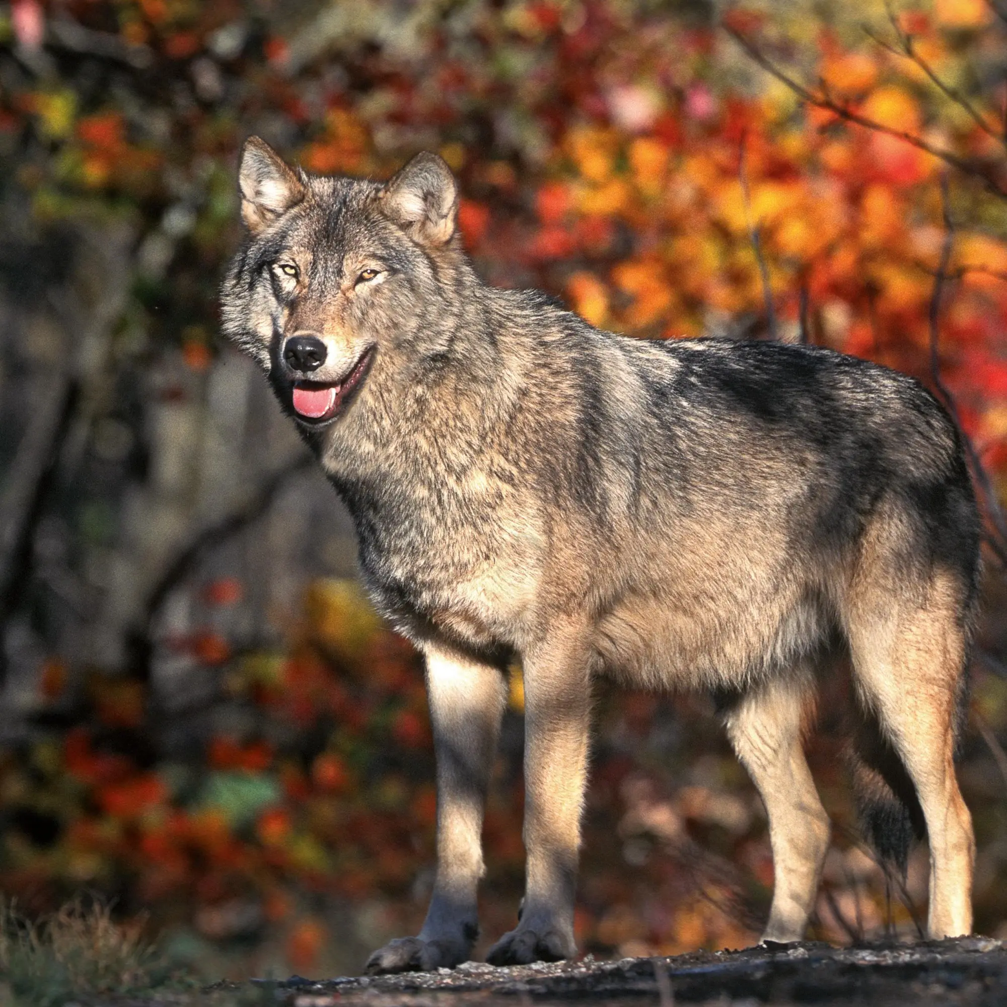 Bild: 9783959295932 | Wölfe/Wolves 2026 | Kalender 2026 | Kalender | Artwork Edition | 28 S.