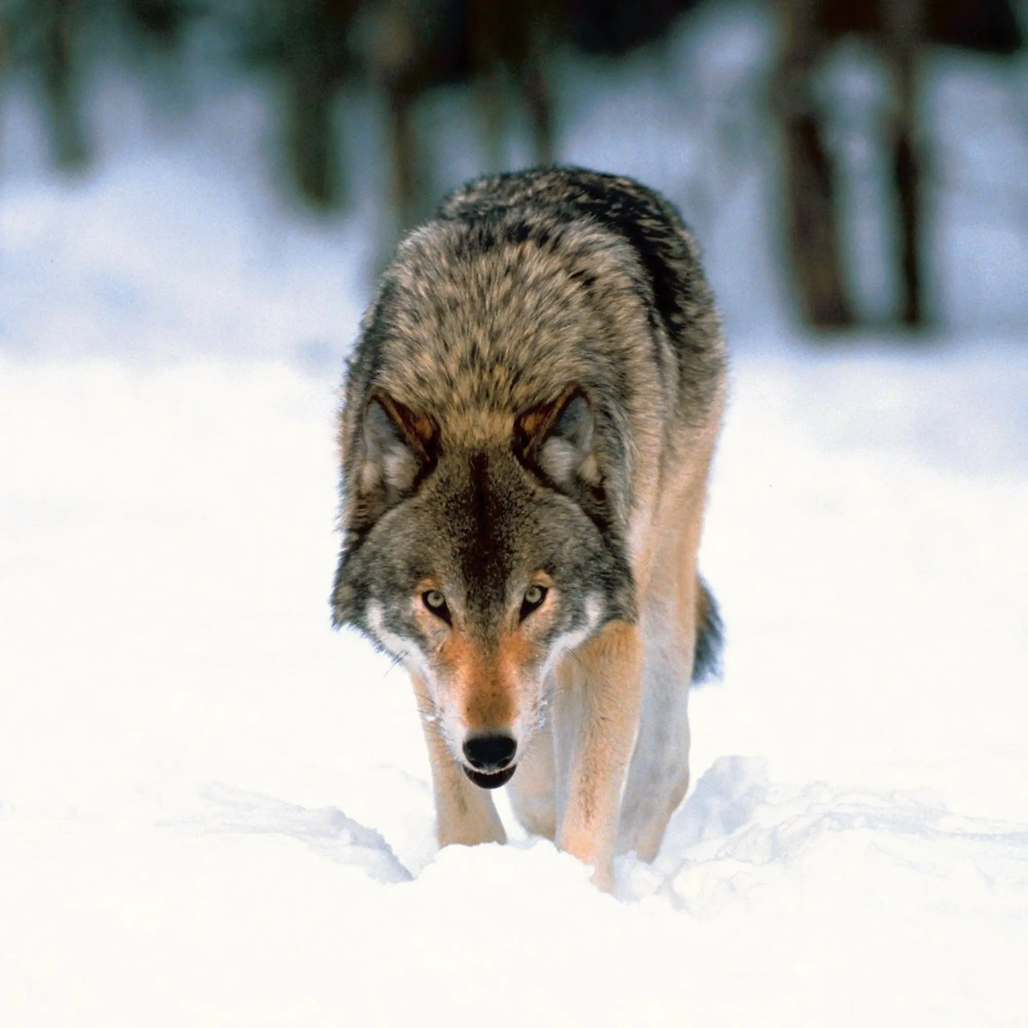 Bild: 9783959295932 | Wölfe/Wolves 2026 | Kalender 2026 | Kalender | Artwork Edition | 28 S.
