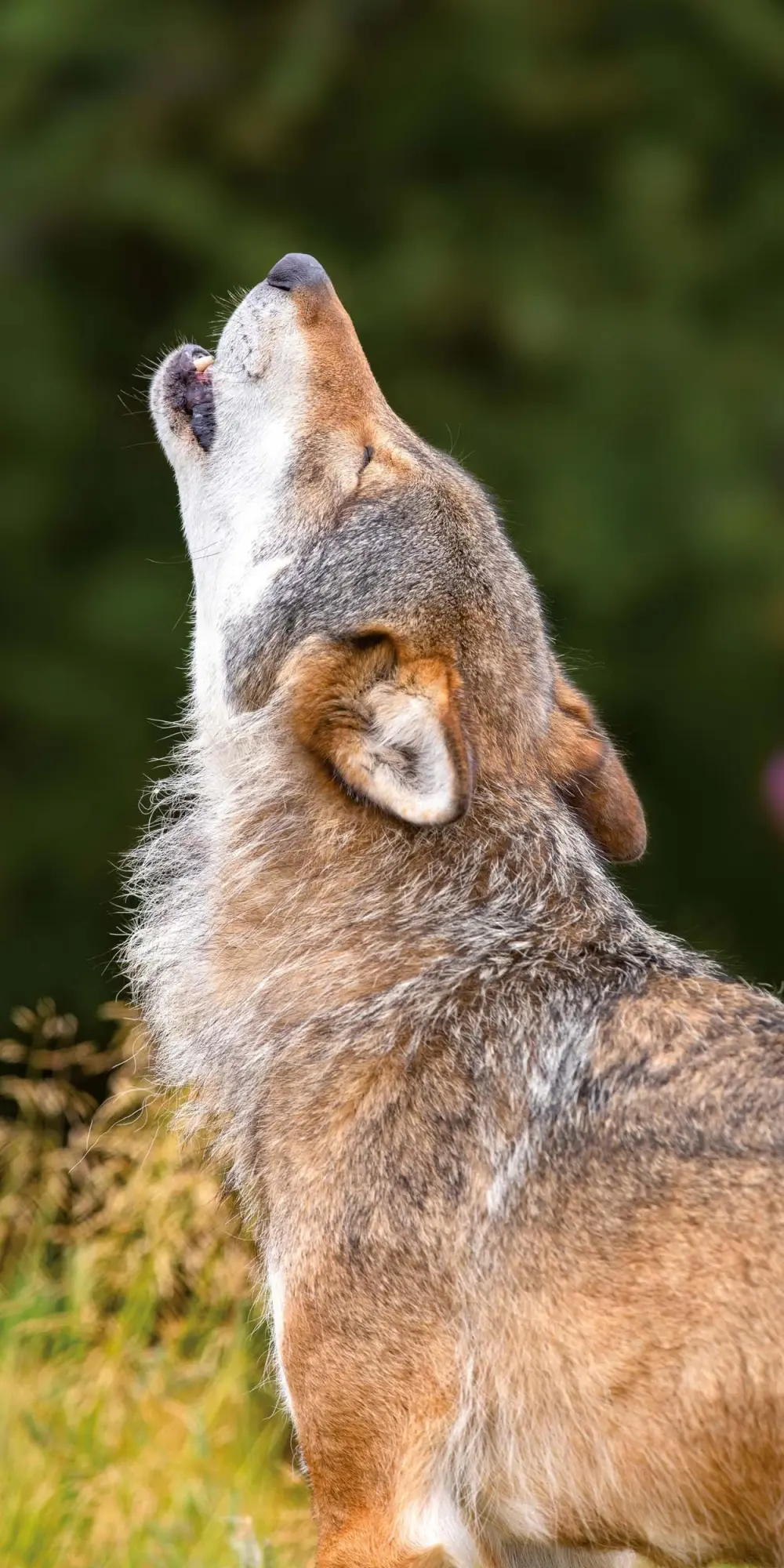 Bild: 9783959295932 | Wölfe/Wolves 2026 | Kalender 2026 | Kalender | Artwork Edition | 28 S.