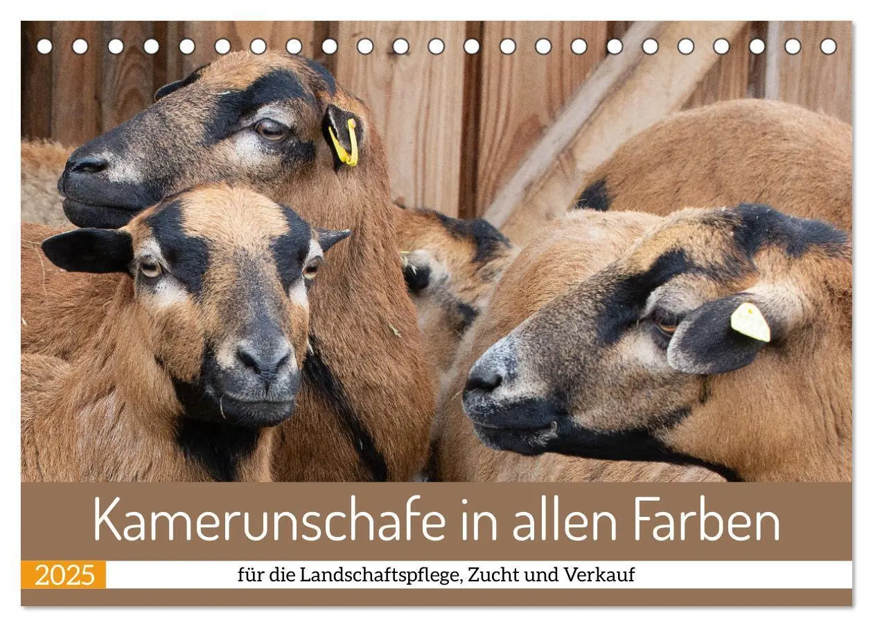 Cover: 9783383976032 | Kamerunschafe in allen Farben (Tischkalender 2025 DIN A5 quer),...