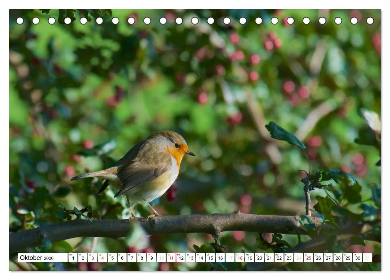 Bild: 9783516176032 | Heimische Vögel (Tischkalender 2026 DIN A5 quer), CALVENDO...