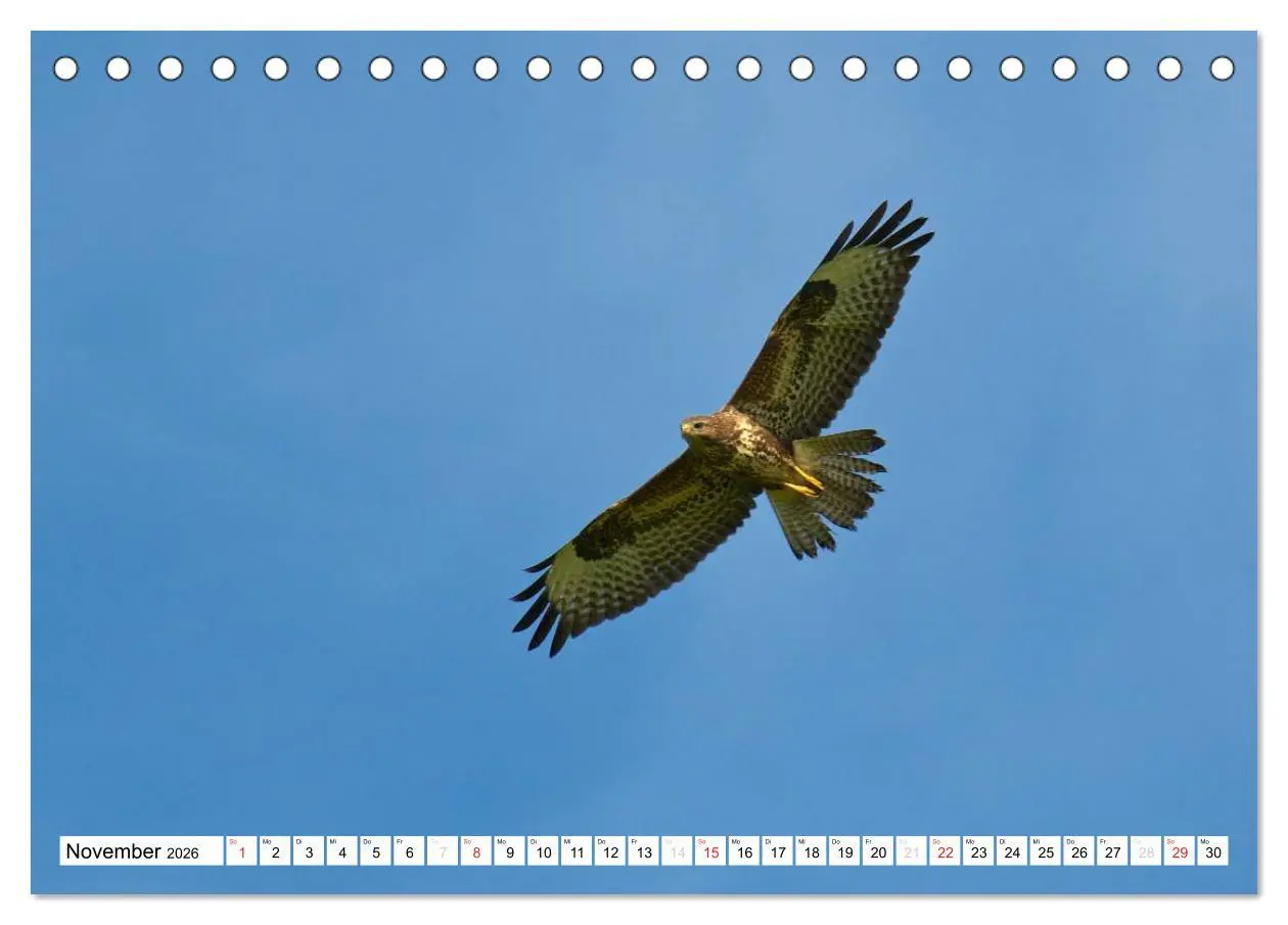 Bild: 9783516176032 | Heimische Vögel (Tischkalender 2026 DIN A5 quer), CALVENDO...
