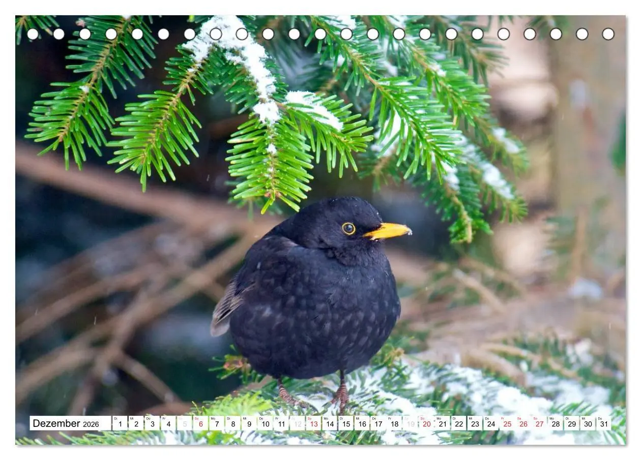 Bild: 9783516176032 | Heimische Vögel (Tischkalender 2026 DIN A5 quer), CALVENDO...