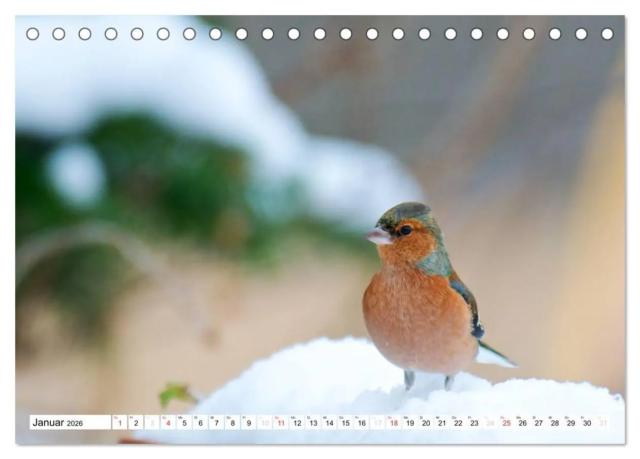 Bild: 9783516176032 | Heimische Vögel (Tischkalender 2026 DIN A5 quer), CALVENDO...