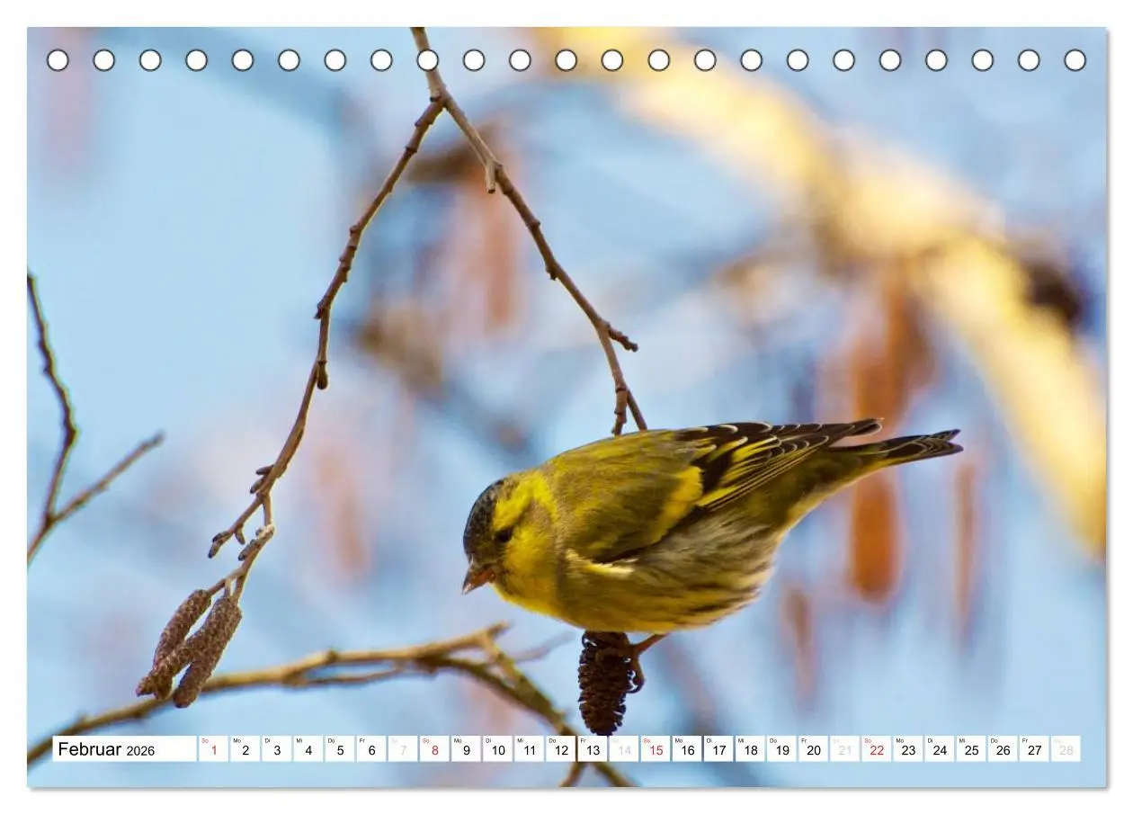 Bild: 9783516176032 | Heimische Vögel (Tischkalender 2026 DIN A5 quer), CALVENDO...