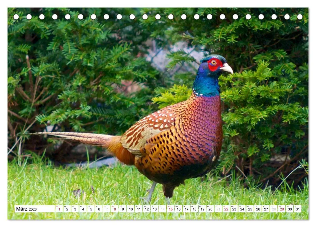 Bild: 9783516176032 | Heimische Vögel (Tischkalender 2026 DIN A5 quer), CALVENDO...