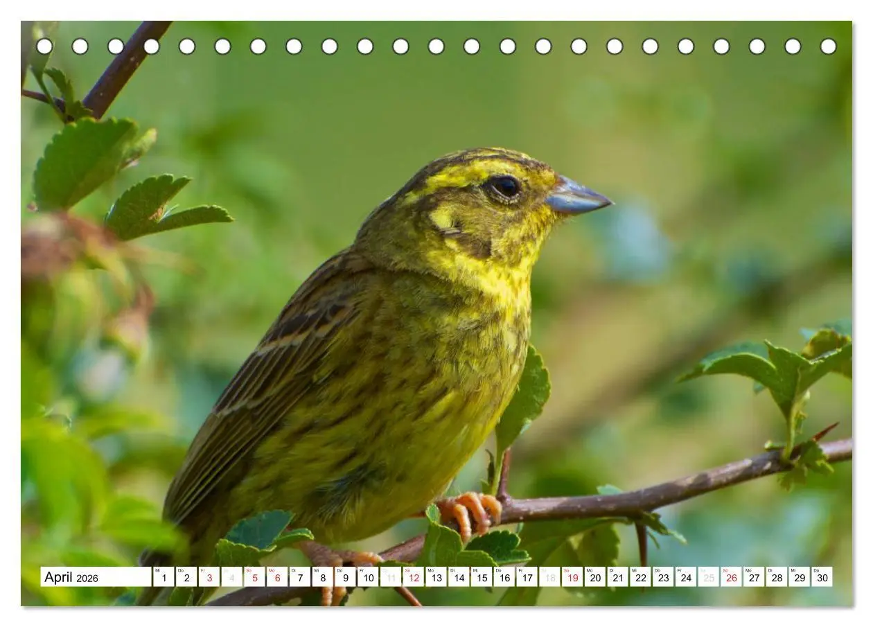 Bild: 9783516176032 | Heimische Vögel (Tischkalender 2026 DIN A5 quer), CALVENDO...