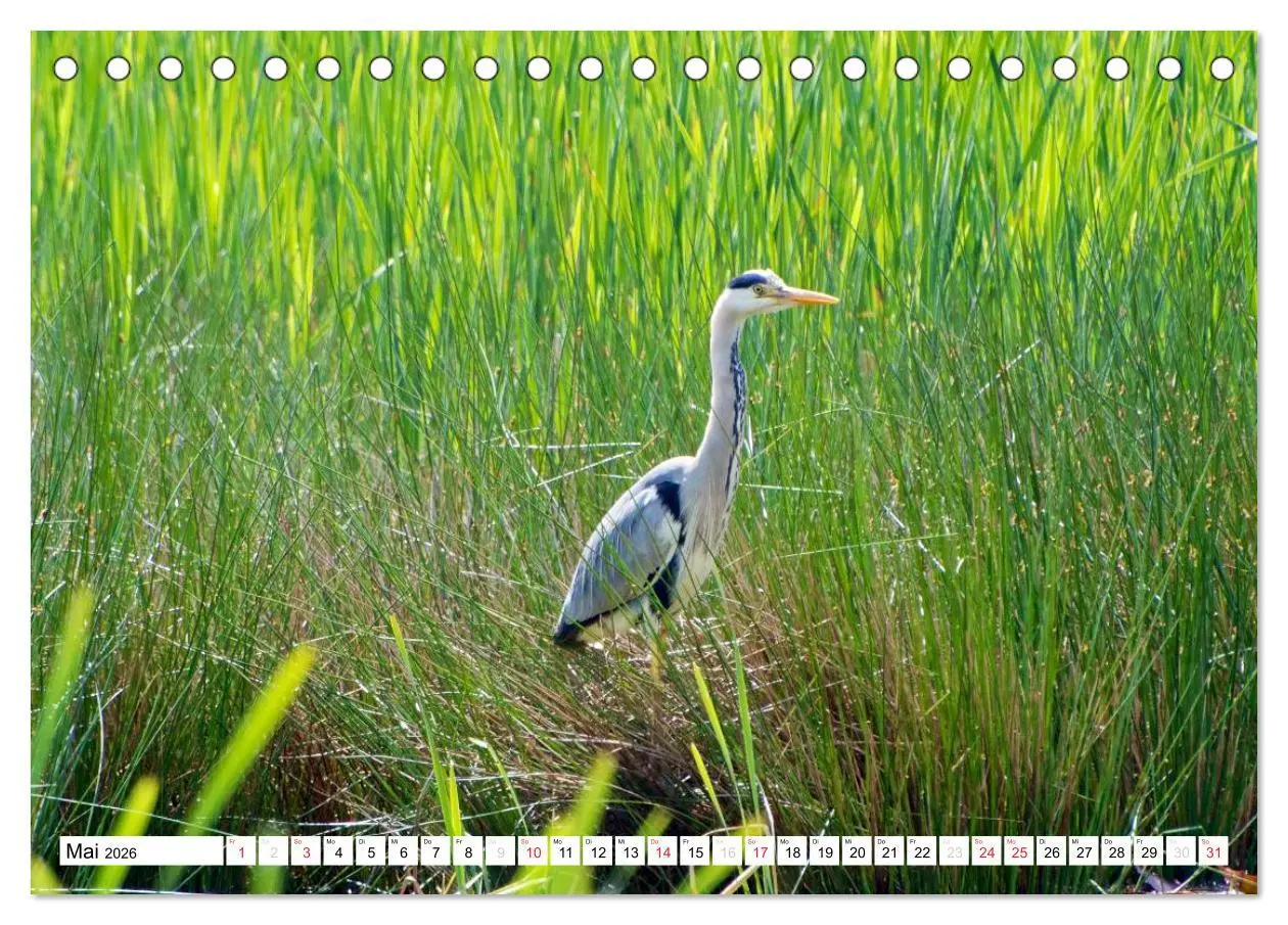 Bild: 9783516176032 | Heimische Vögel (Tischkalender 2026 DIN A5 quer), CALVENDO...