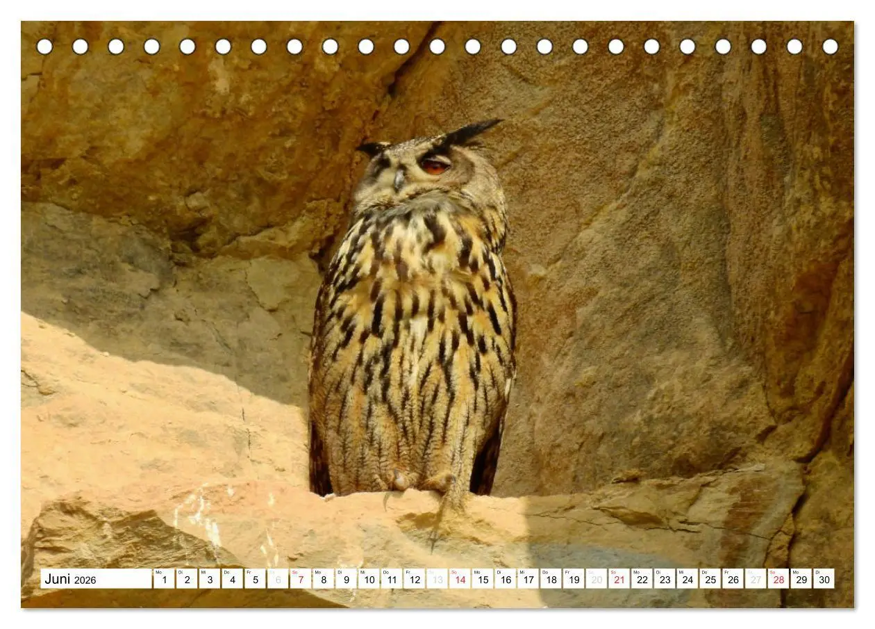Bild: 9783516176032 | Heimische Vögel (Tischkalender 2026 DIN A5 quer), CALVENDO...