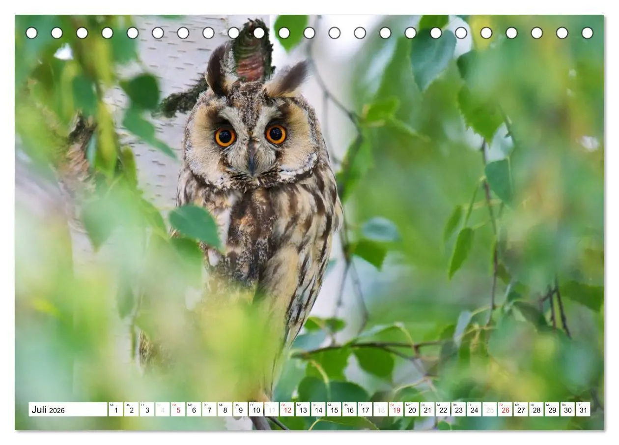 Bild: 9783516176032 | Heimische Vögel (Tischkalender 2026 DIN A5 quer), CALVENDO...