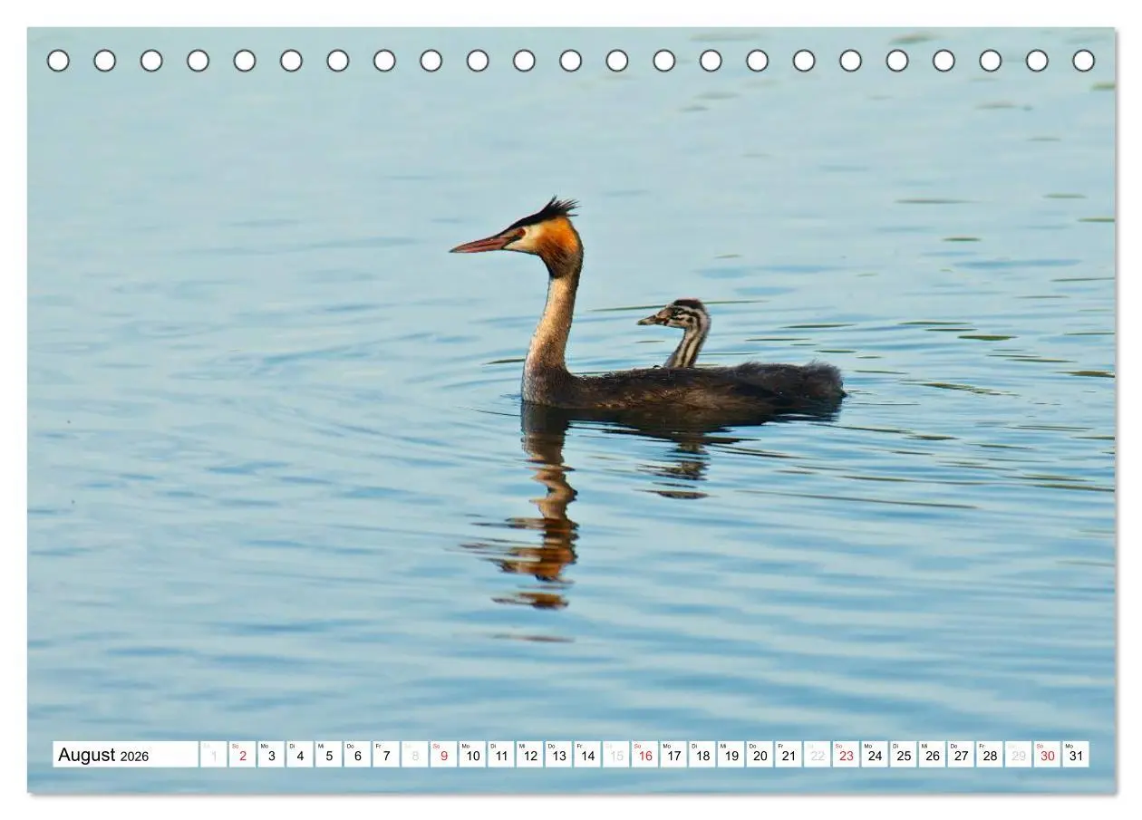 Bild: 9783516176032 | Heimische Vögel (Tischkalender 2026 DIN A5 quer), CALVENDO...