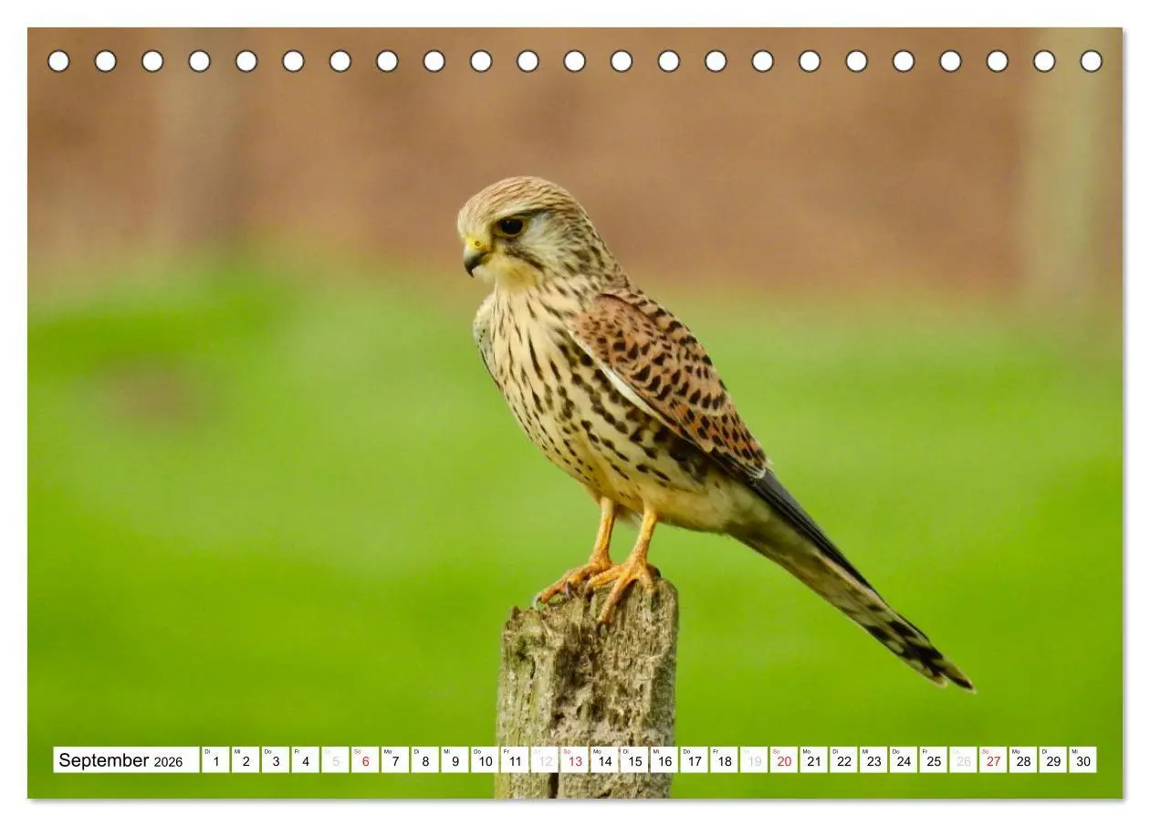 Bild: 9783516176032 | Heimische Vögel (Tischkalender 2026 DIN A5 quer), CALVENDO...