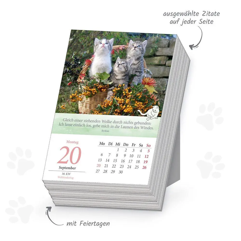Bild: 9783988026132 | TRÖTSCH - Abreißkalender Katzen 2027 | Trötsch Verlag GmbH &amp; Co. KG