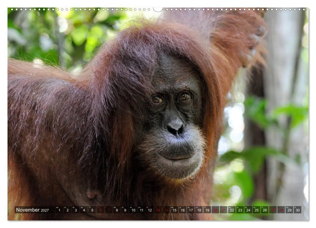 Bild: 9783569786332 | Planet der seltenen Affen (hochwertiger Premium Wandkalender 2027...