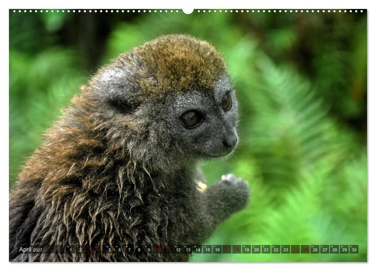 Bild: 9783569786332 | Planet der seltenen Affen (hochwertiger Premium Wandkalender 2027...