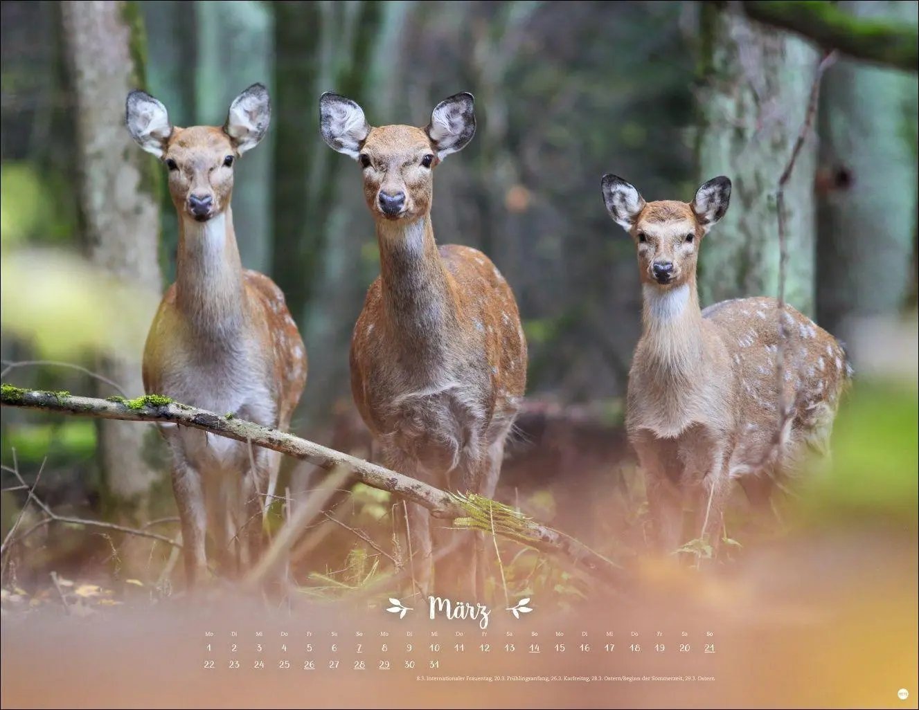 Bild: 9783756416332 | Vadim Trunov: Märchenhaftes Waldleben Posterkalender 2027 | Trunov