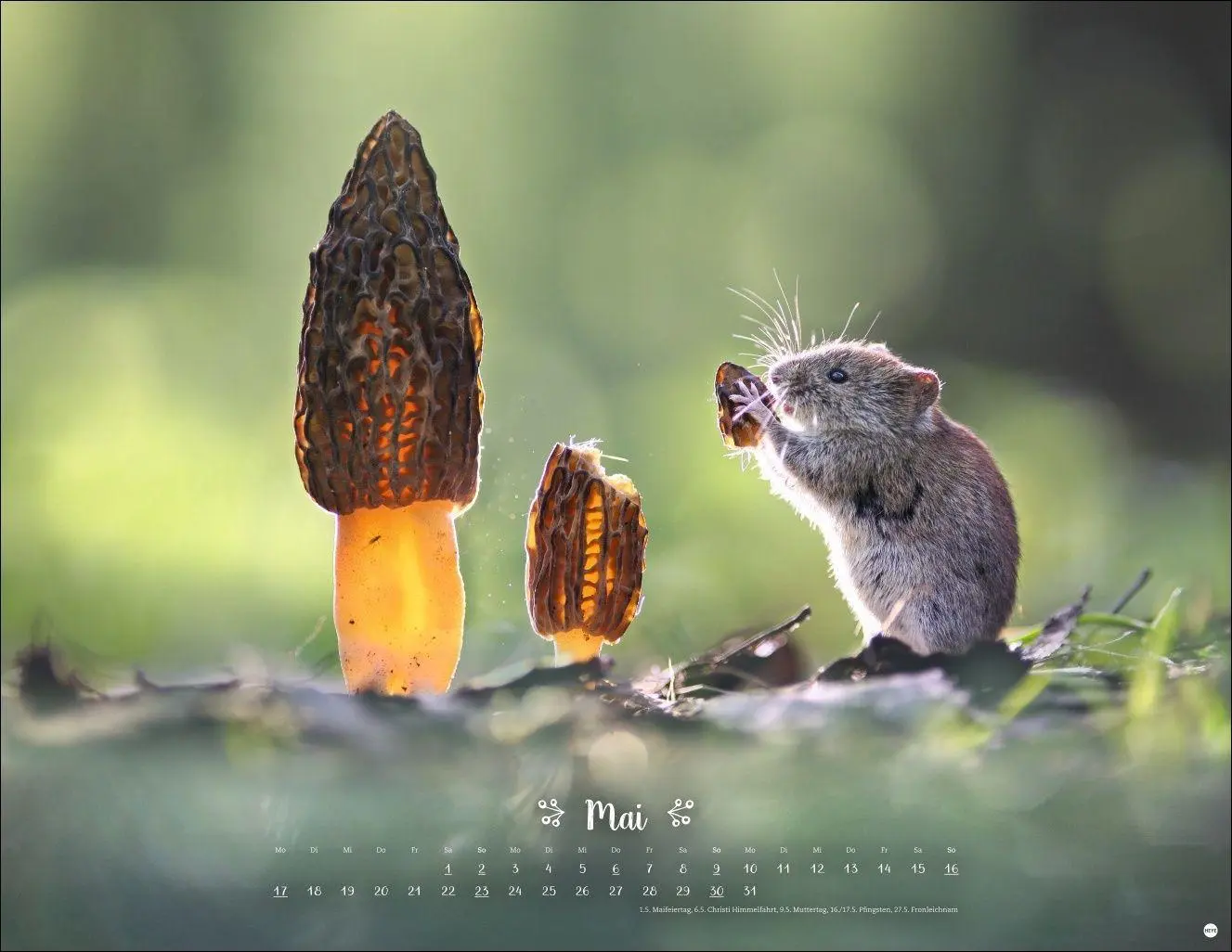 Bild: 9783756416332 | Vadim Trunov: Märchenhaftes Waldleben Posterkalender 2027 | Trunov