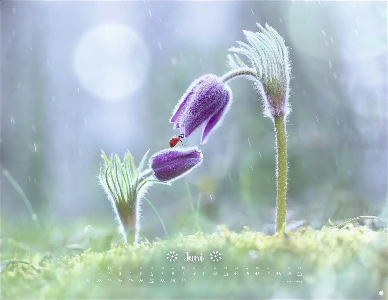 Bild: 9783756416332 | Vadim Trunov: Märchenhaftes Waldleben Posterkalender 2027 | Trunov