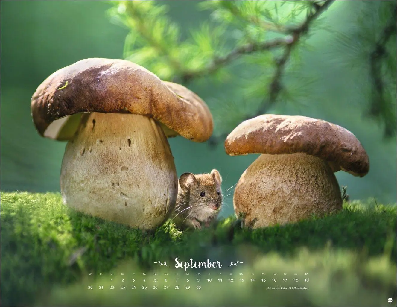 Bild: 9783756416332 | Vadim Trunov: Märchenhaftes Waldleben Posterkalender 2027 | Trunov