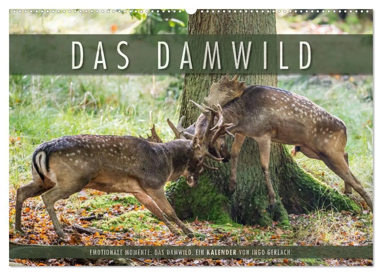 Cover: 9783516066432 | Emotionale Momente: Das Damwild. (Wandkalender 2026 DIN A2 quer),...