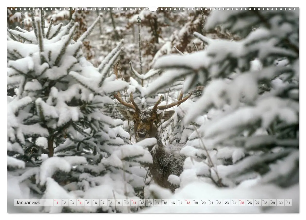 Bild: 9783516066432 | Emotionale Momente: Das Damwild. (Wandkalender 2026 DIN A2 quer),...
