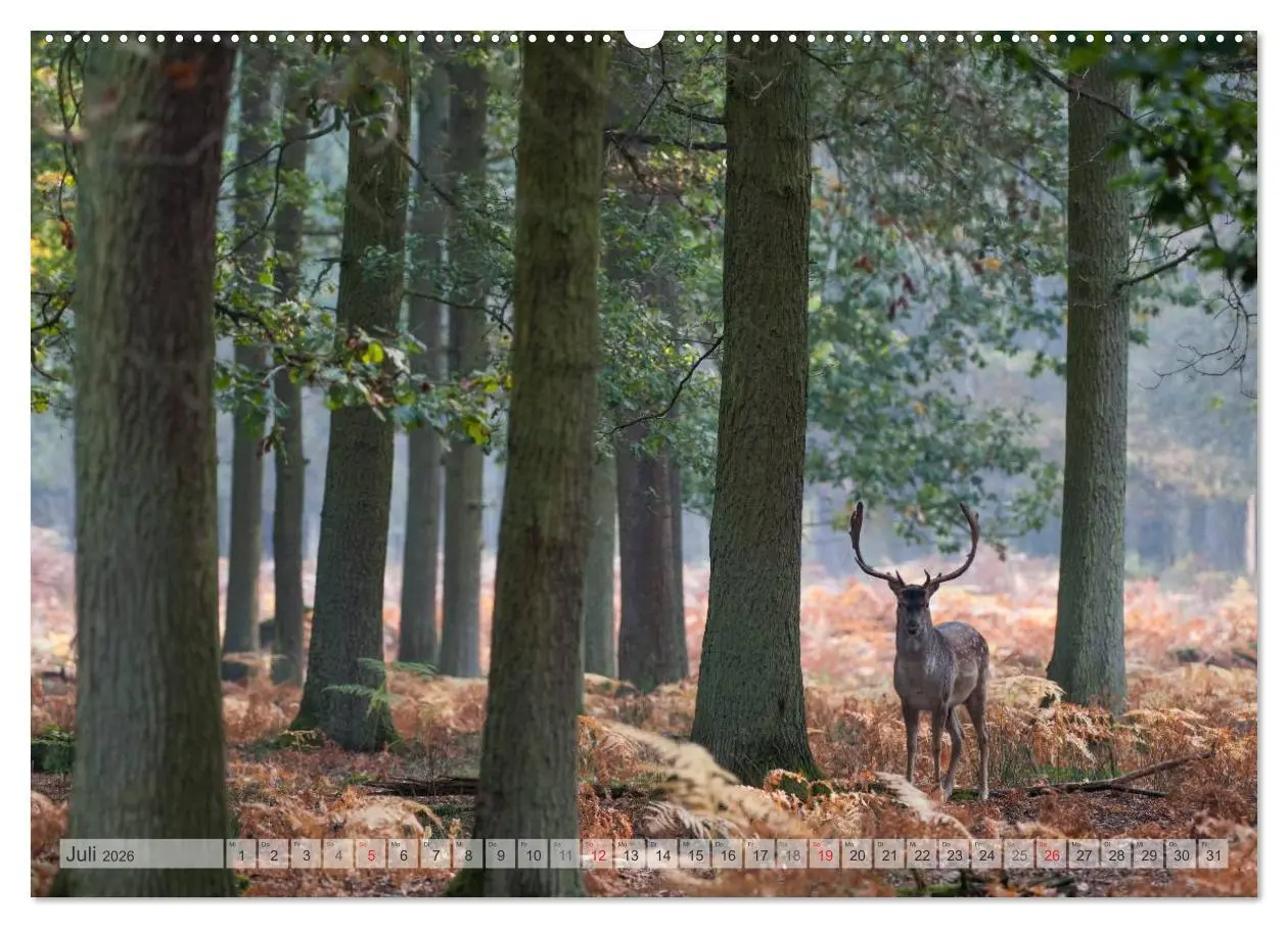 Bild: 9783516066432 | Emotionale Momente: Das Damwild. (Wandkalender 2026 DIN A2 quer),...