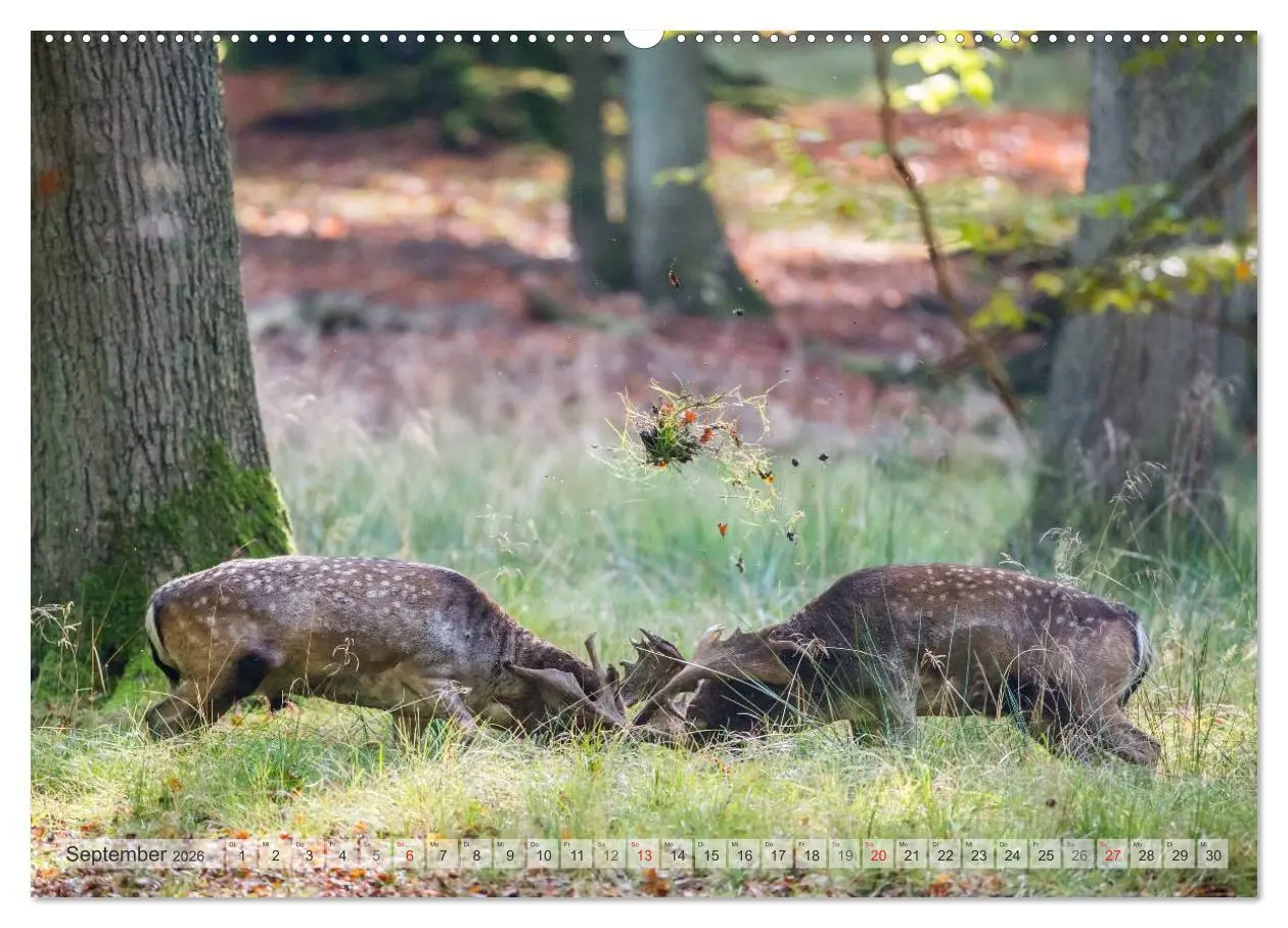 Bild: 9783516066432 | Emotionale Momente: Das Damwild. (Wandkalender 2026 DIN A2 quer),...