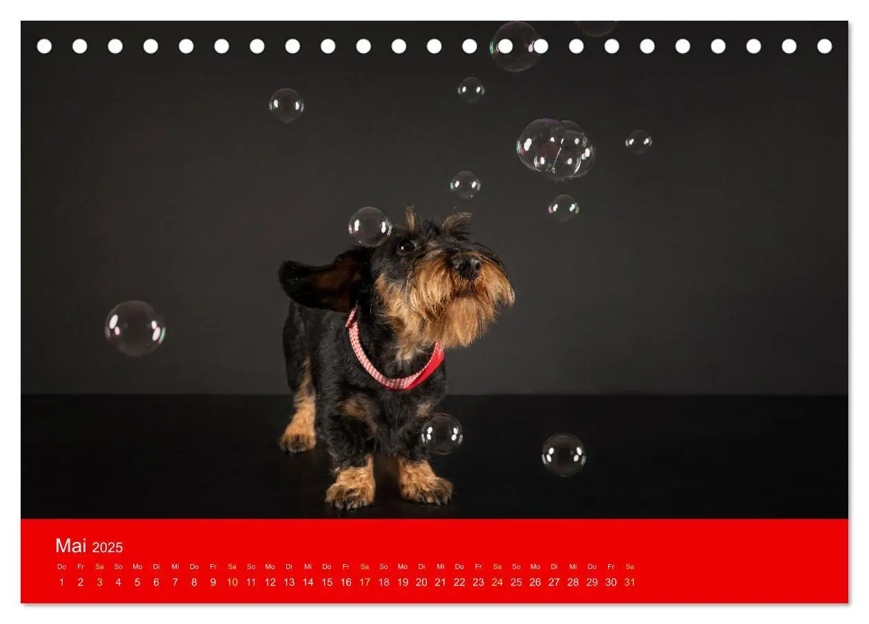 Bild: 9783435016532 | Bezaubernde Dackel (Tischkalender 2025 DIN A5 quer), CALVENDO...