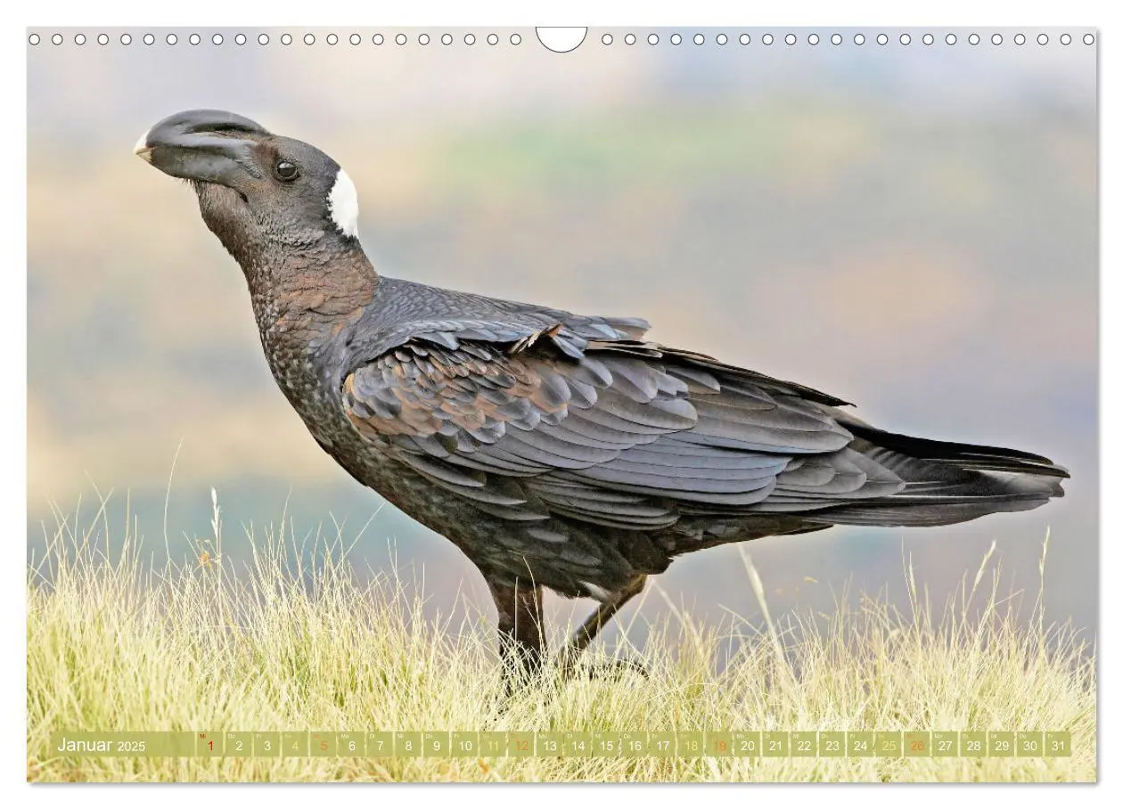 Bild: 9783383776632 | Rabenvögel: Schwarz, schlau, schön (Wandkalender 2025 DIN A3 quer),...