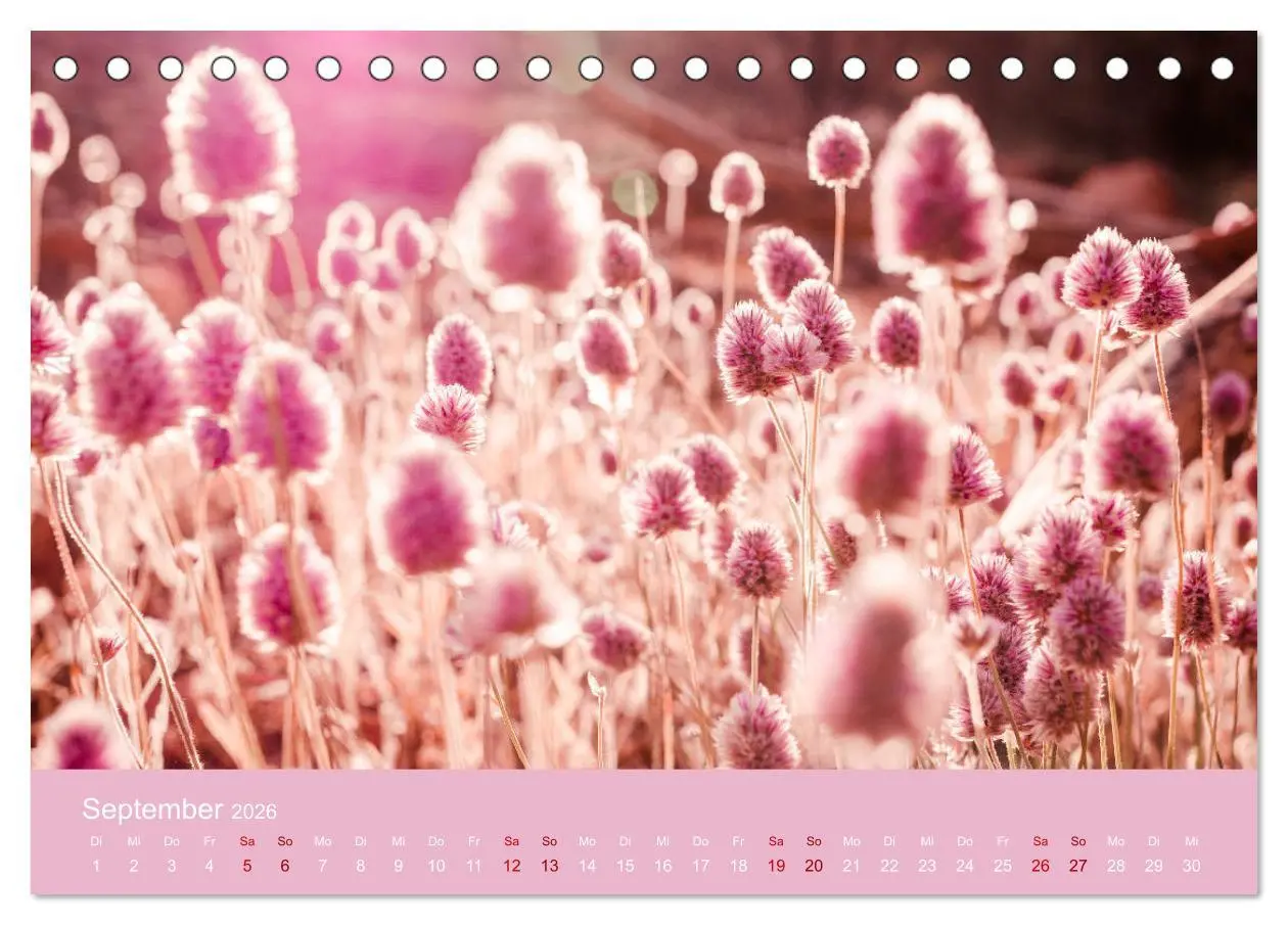 Bild: 9783457886632 | Down Under - Eine Reise durch Australien (Tischkalender 2026 DIN A5...