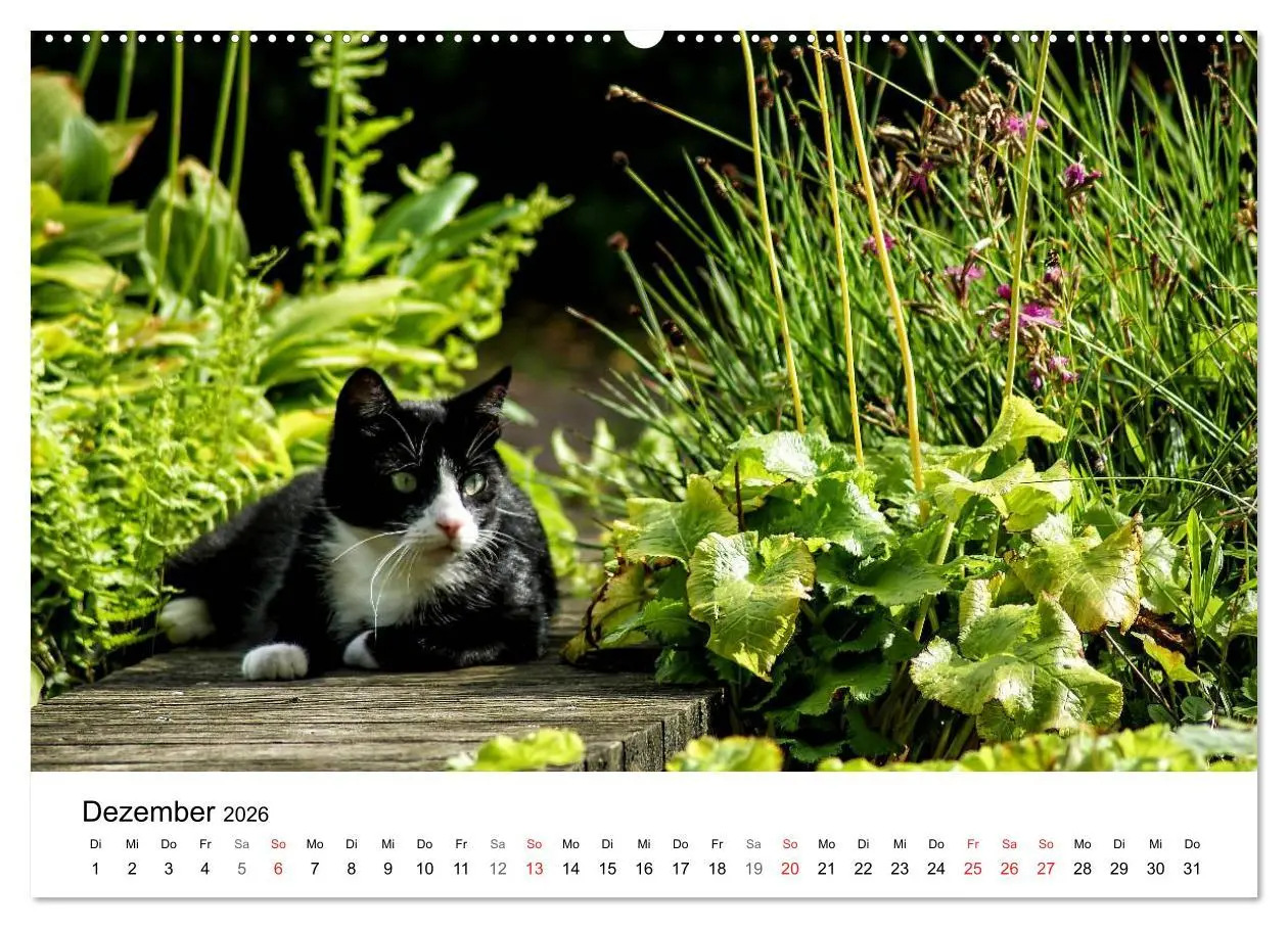 Bild: 9783457946732 | Paradies Naturgarten (Wandkalender 2026 DIN A2 quer), CALVENDO...