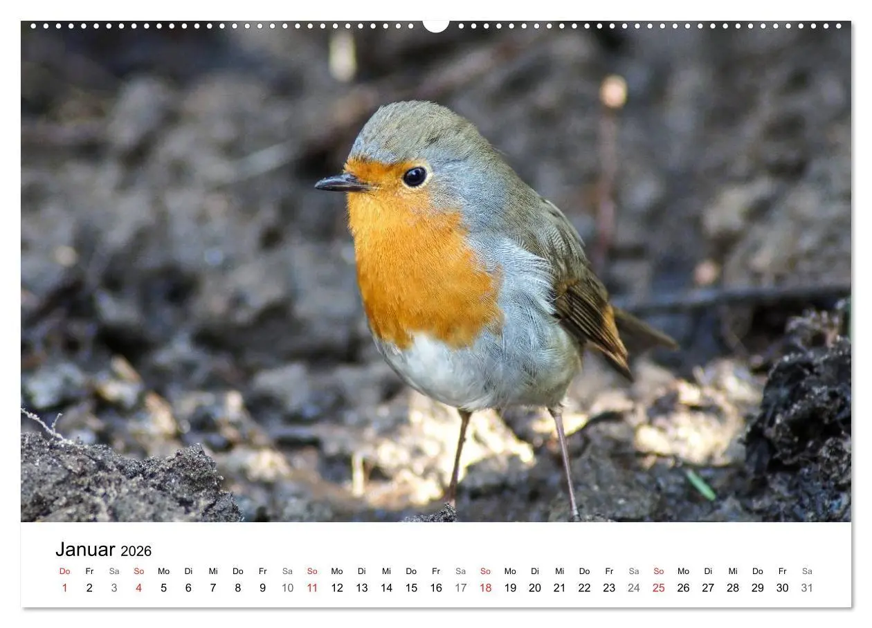 Bild: 9783457946732 | Paradies Naturgarten (Wandkalender 2026 DIN A2 quer), CALVENDO...