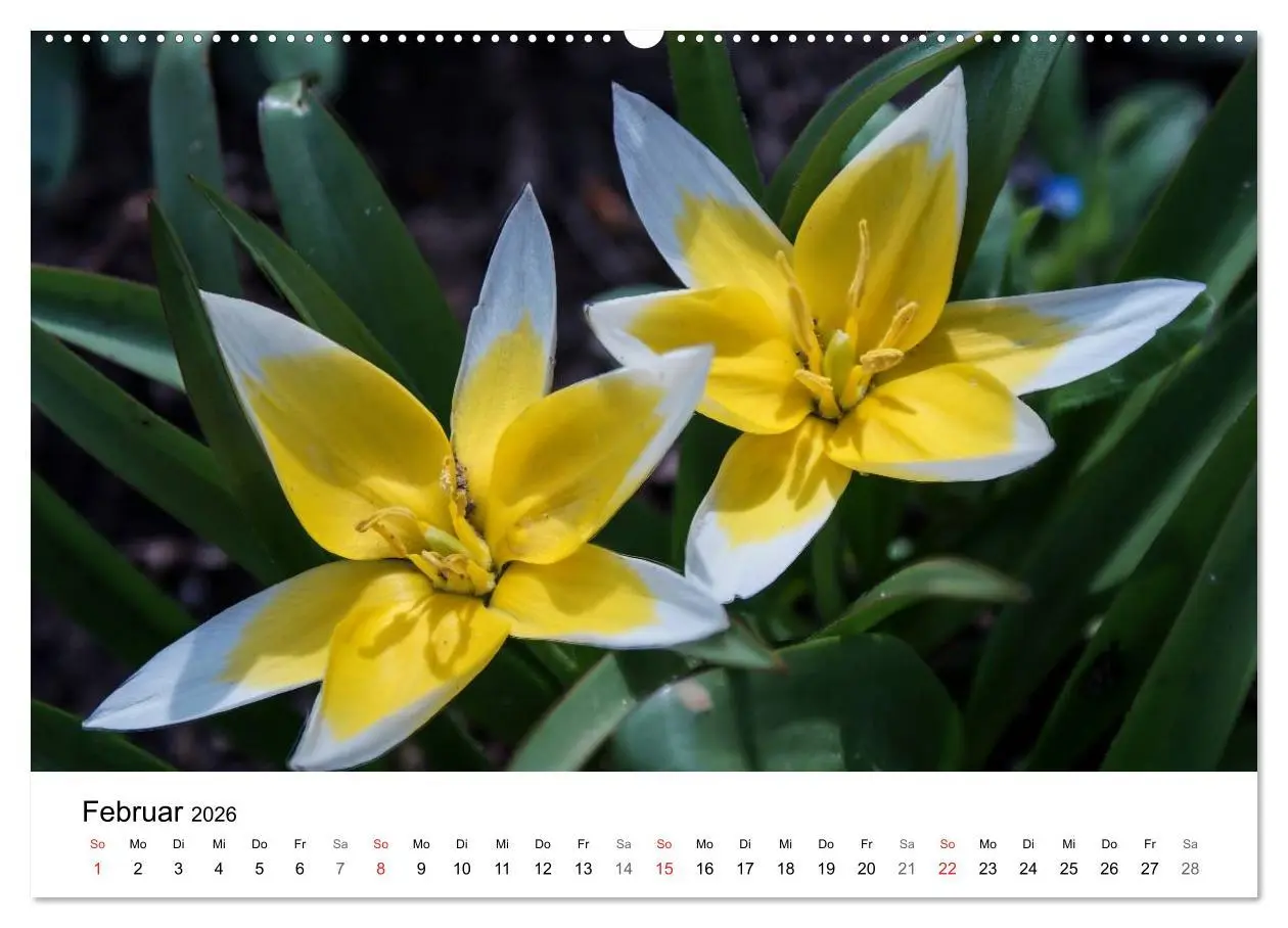 Bild: 9783457946732 | Paradies Naturgarten (Wandkalender 2026 DIN A2 quer), CALVENDO...