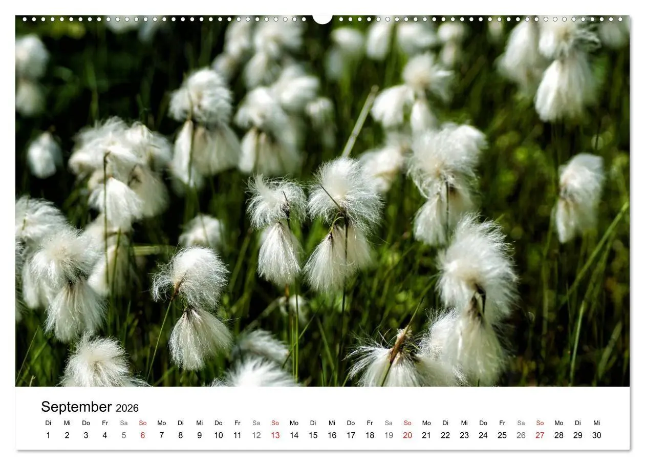 Bild: 9783457946732 | Paradies Naturgarten (Wandkalender 2026 DIN A2 quer), CALVENDO...