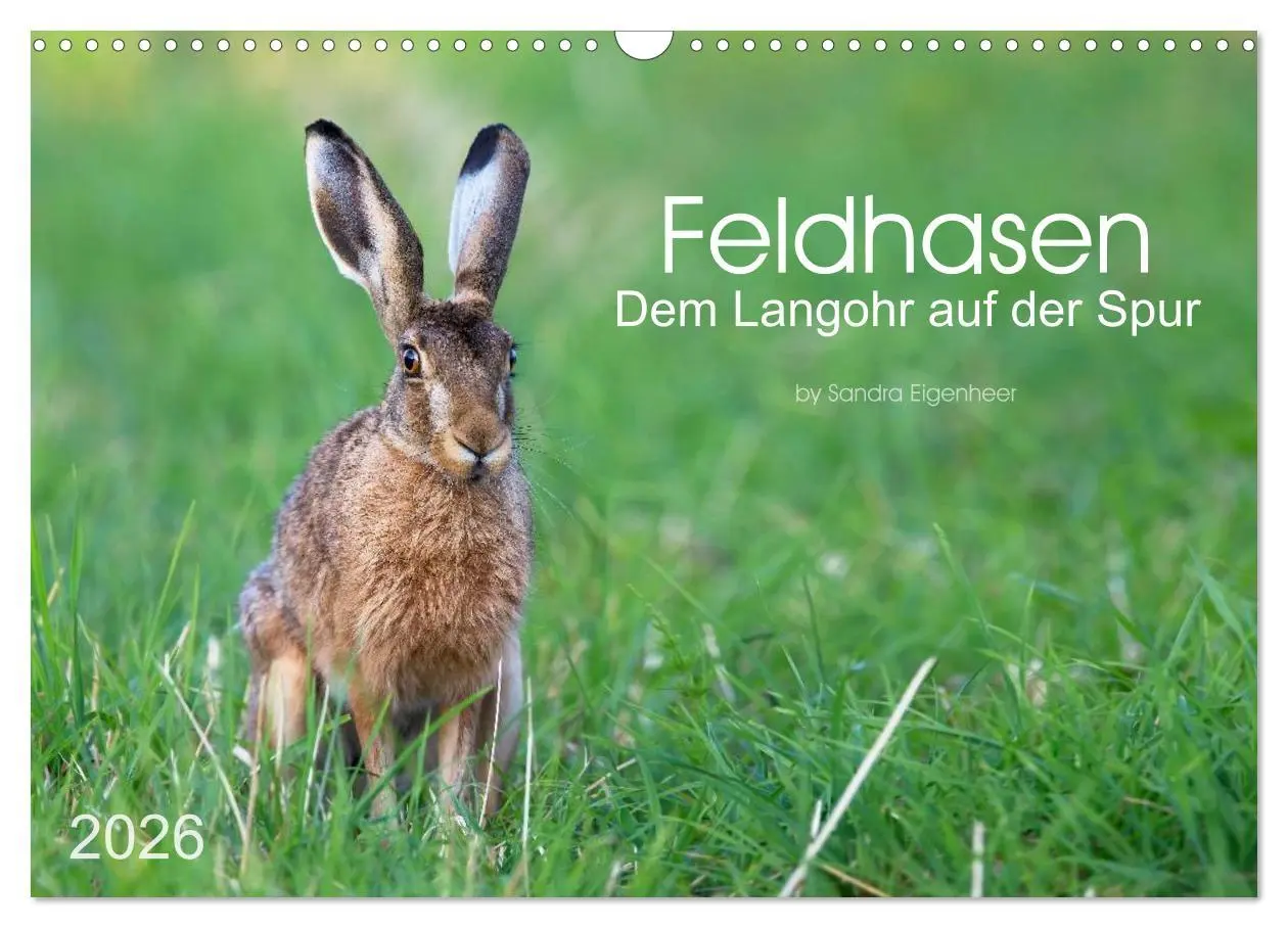 Cover: 9783516036732 | Feldhasen - dem Langohr auf der Spur (Wandkalender 2026 DIN A3...