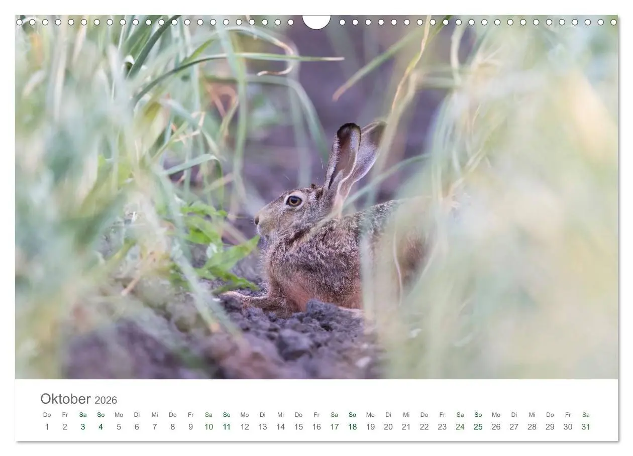 Bild: 9783516036732 | Feldhasen - dem Langohr auf der Spur (Wandkalender 2026 DIN A3...
