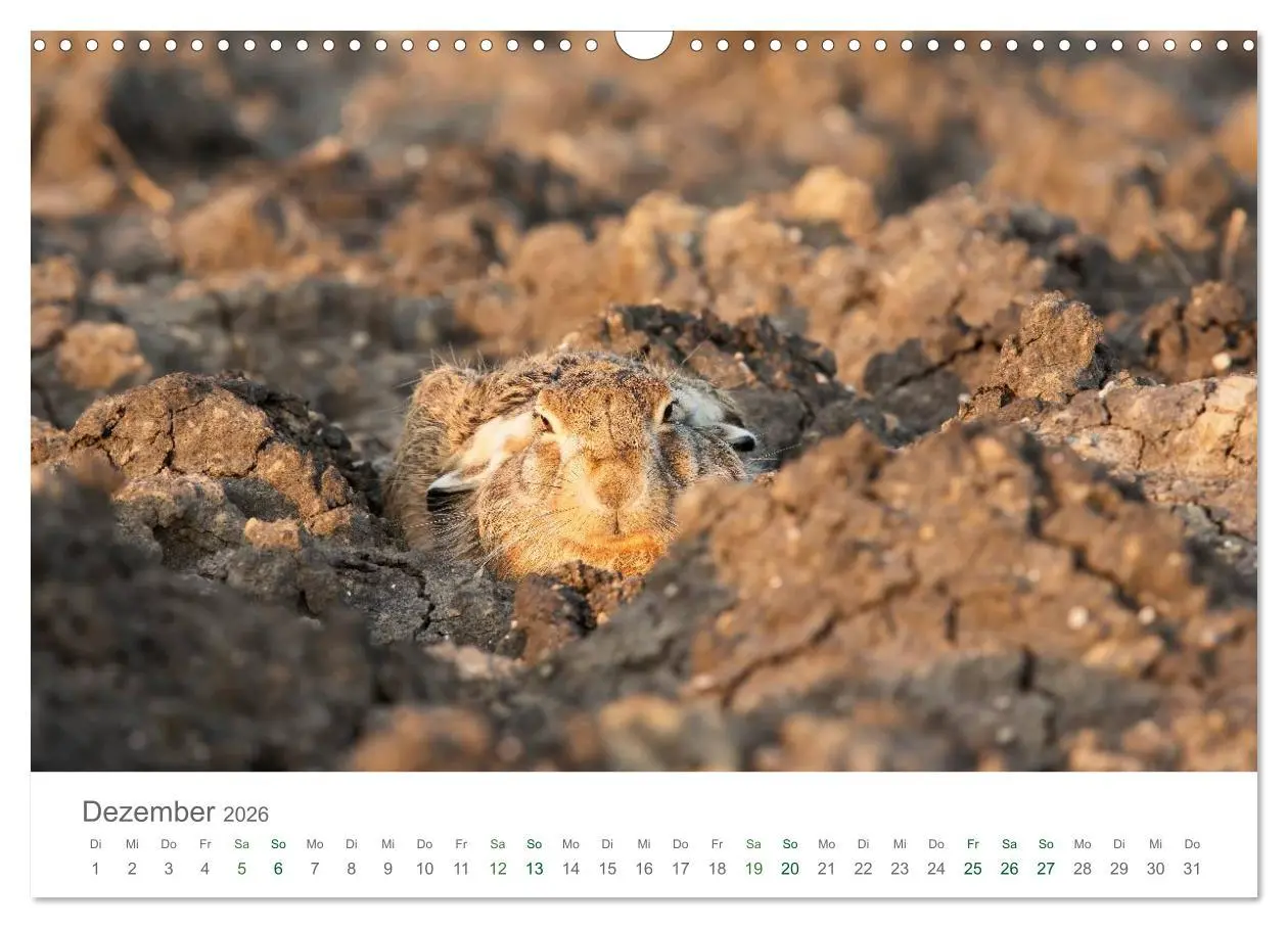 Bild: 9783516036732 | Feldhasen - dem Langohr auf der Spur (Wandkalender 2026 DIN A3...