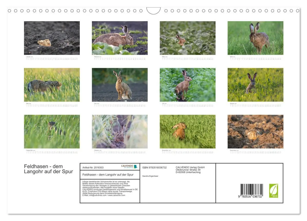 Bild: 9783516036732 | Feldhasen - dem Langohr auf der Spur (Wandkalender 2026 DIN A3...
