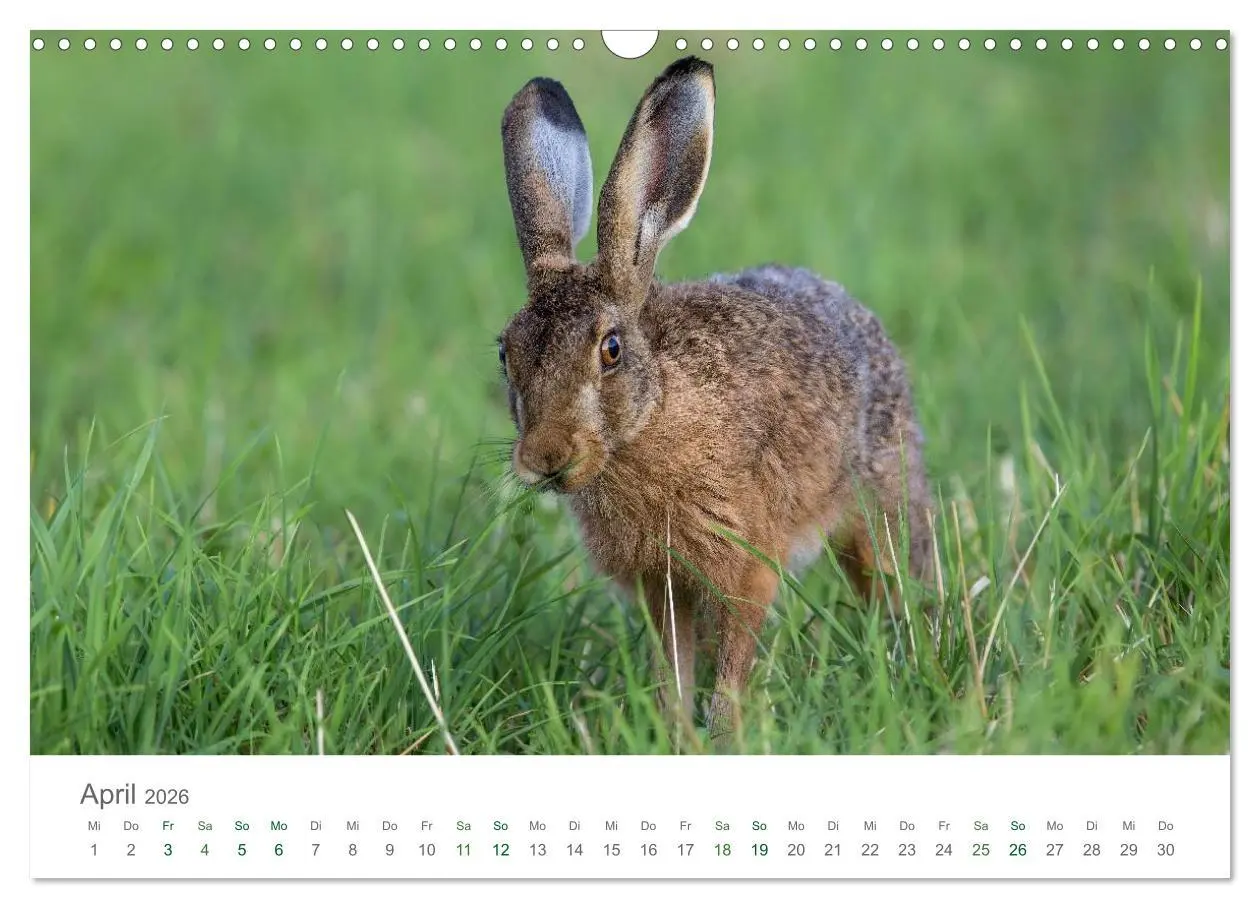 Bild: 9783516036732 | Feldhasen - dem Langohr auf der Spur (Wandkalender 2026 DIN A3...