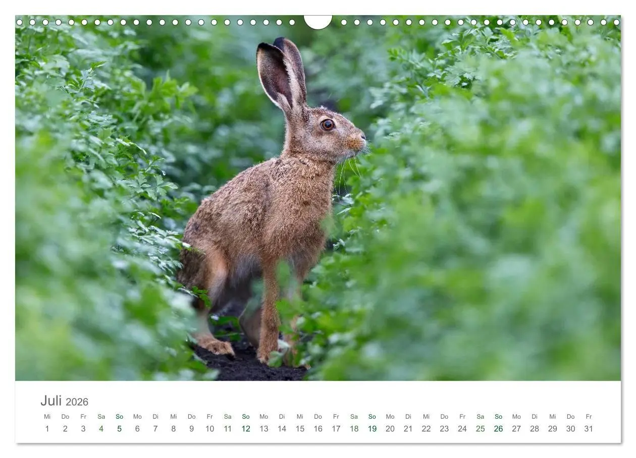 Bild: 9783516036732 | Feldhasen - dem Langohr auf der Spur (Wandkalender 2026 DIN A3...
