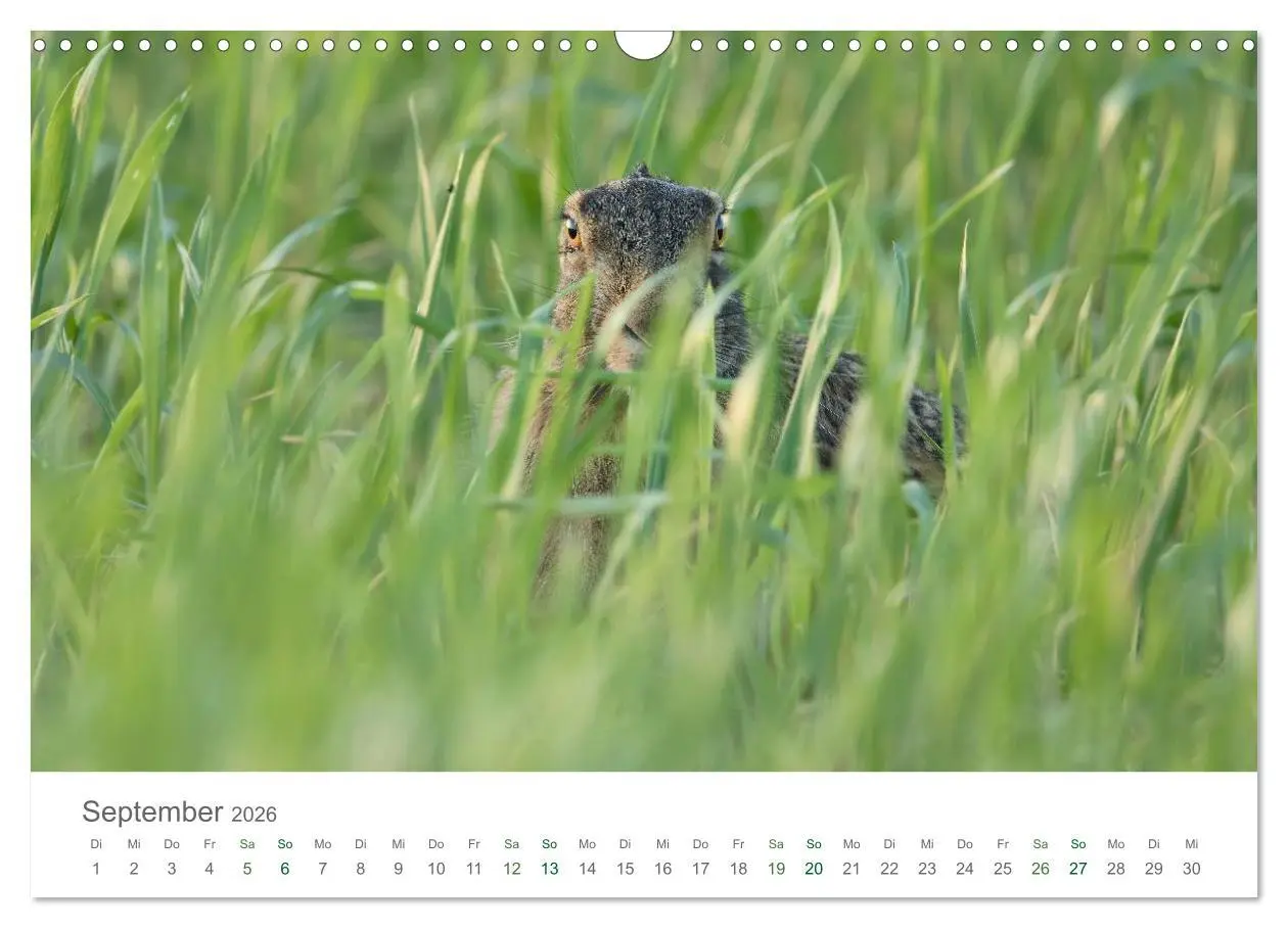 Bild: 9783516036732 | Feldhasen - dem Langohr auf der Spur (Wandkalender 2026 DIN A3...