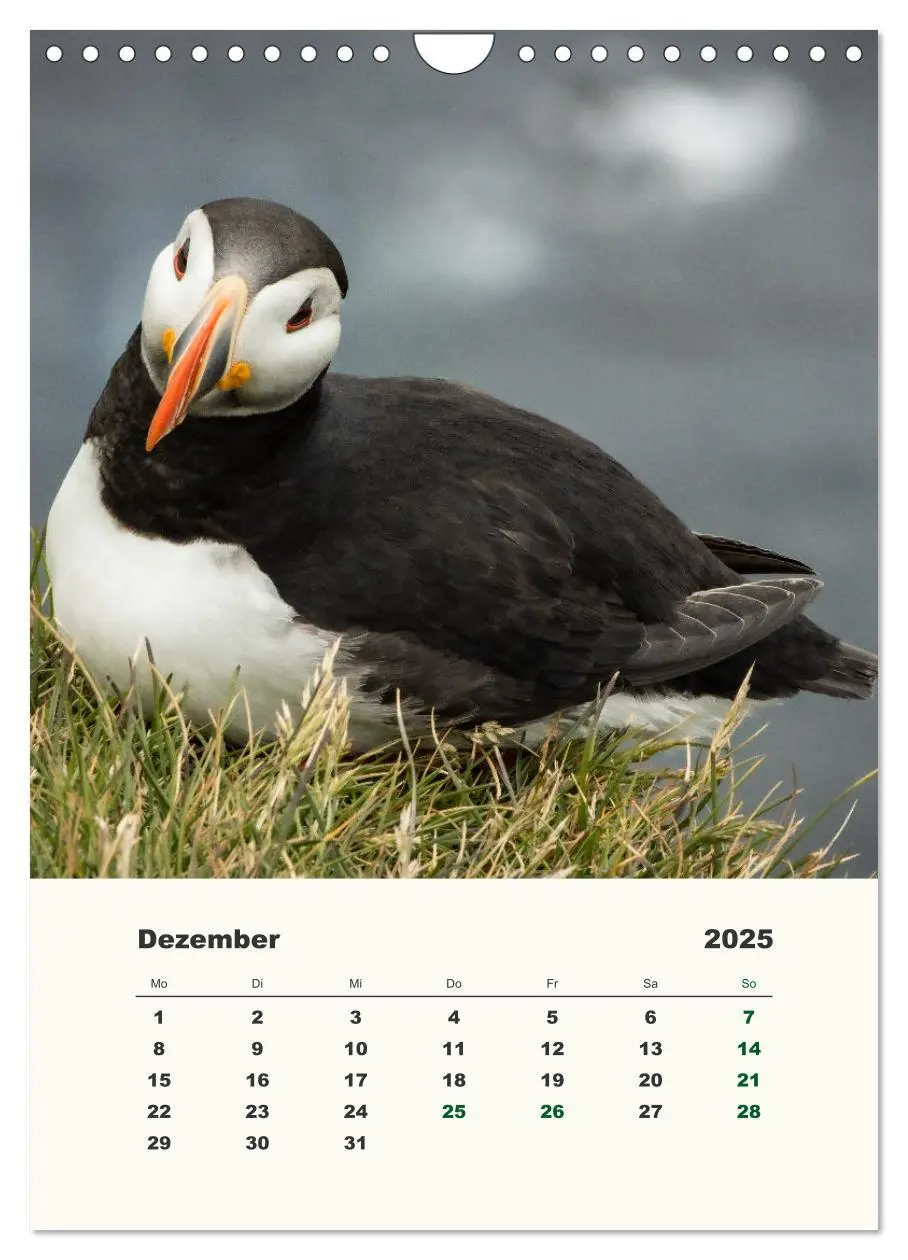 Bild: 9783435916832 | Papageientaucher in Island (Wandkalender 2025 DIN A4 hoch),...