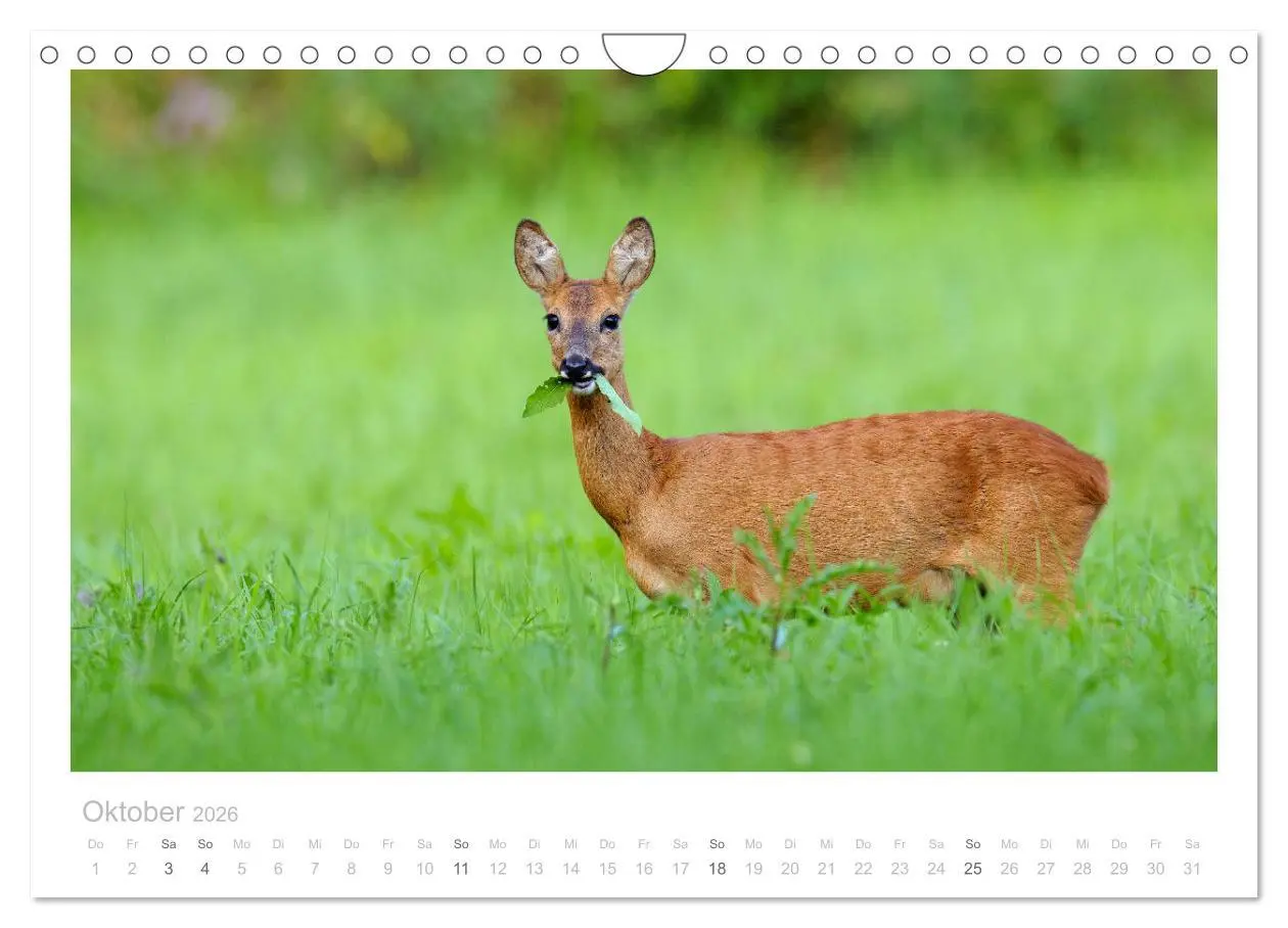 Bild: 9783457677032 | Rehwild 2026 (Wandkalender 2026 DIN A4 quer), CALVENDO Monatskalender