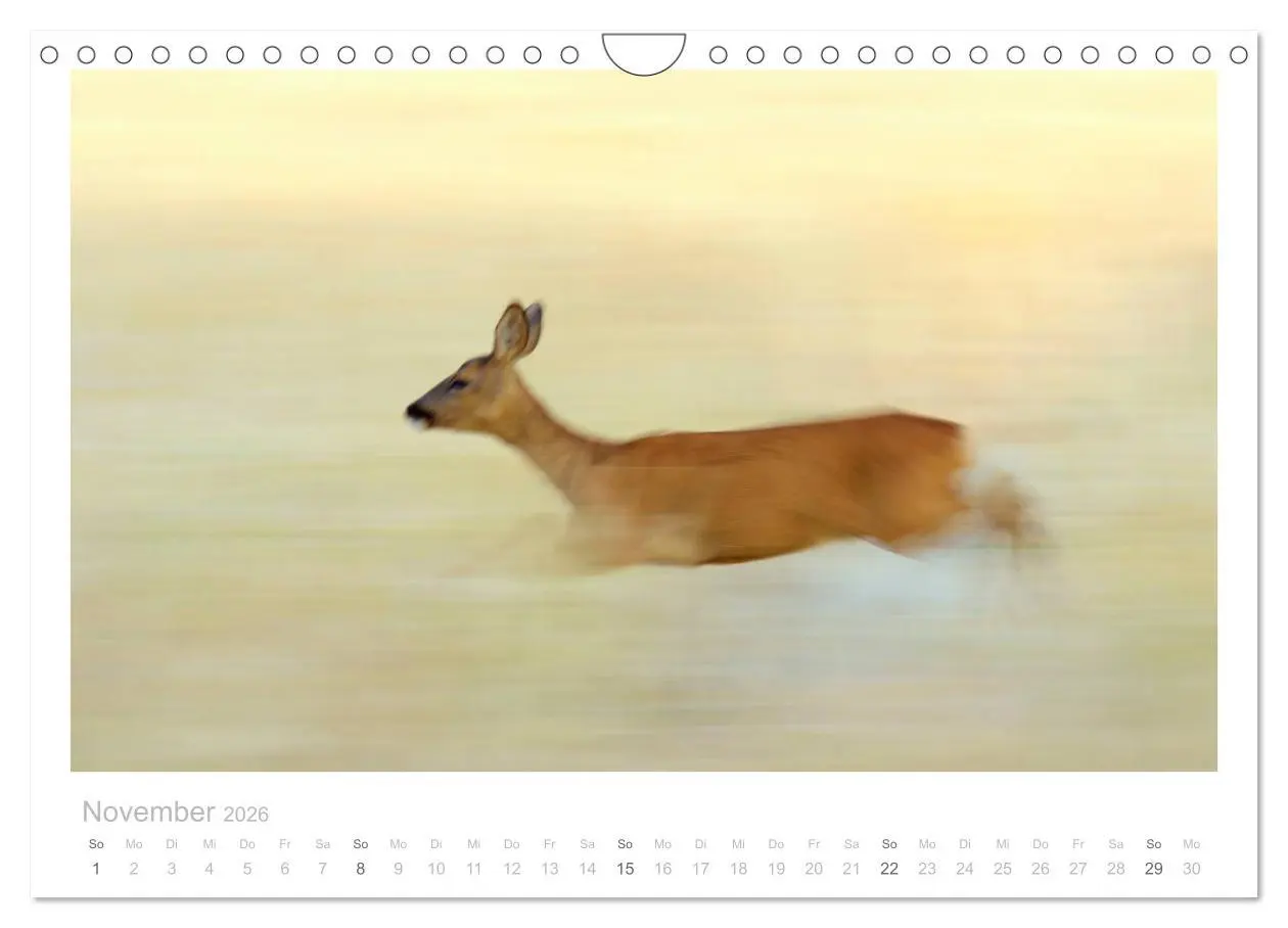 Bild: 9783457677032 | Rehwild 2026 (Wandkalender 2026 DIN A4 quer), CALVENDO Monatskalender