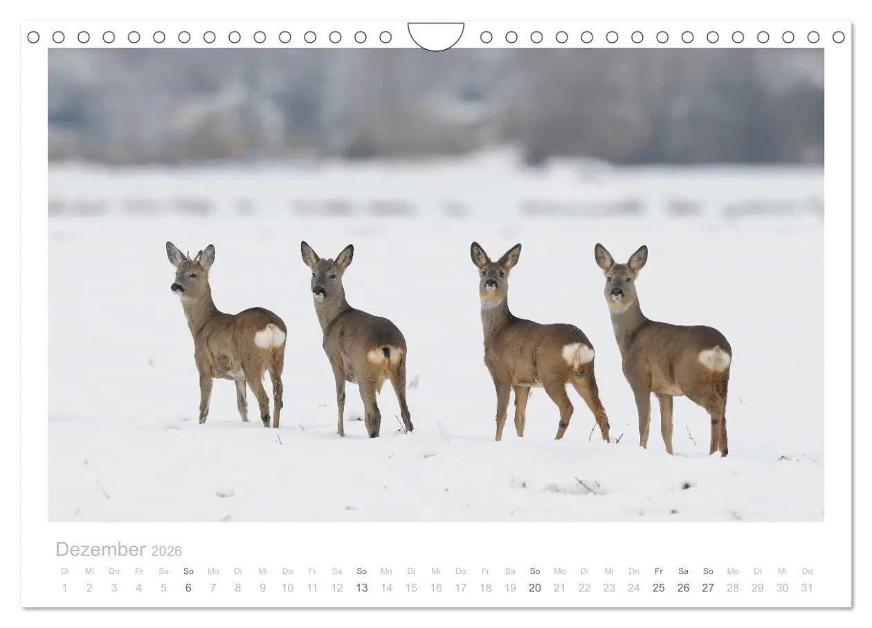 Bild: 9783457677032 | Rehwild 2026 (Wandkalender 2026 DIN A4 quer), CALVENDO Monatskalender