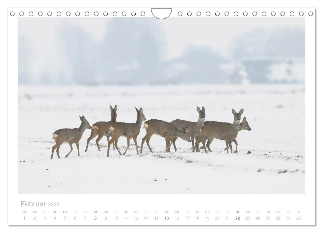 Bild: 9783457677032 | Rehwild 2026 (Wandkalender 2026 DIN A4 quer), CALVENDO Monatskalender