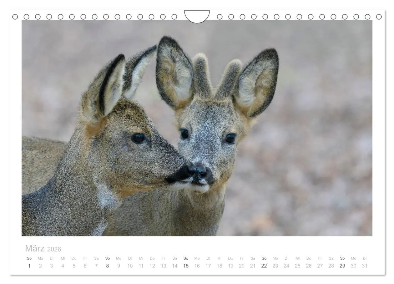 Bild: 9783457677032 | Rehwild 2026 (Wandkalender 2026 DIN A4 quer), CALVENDO Monatskalender