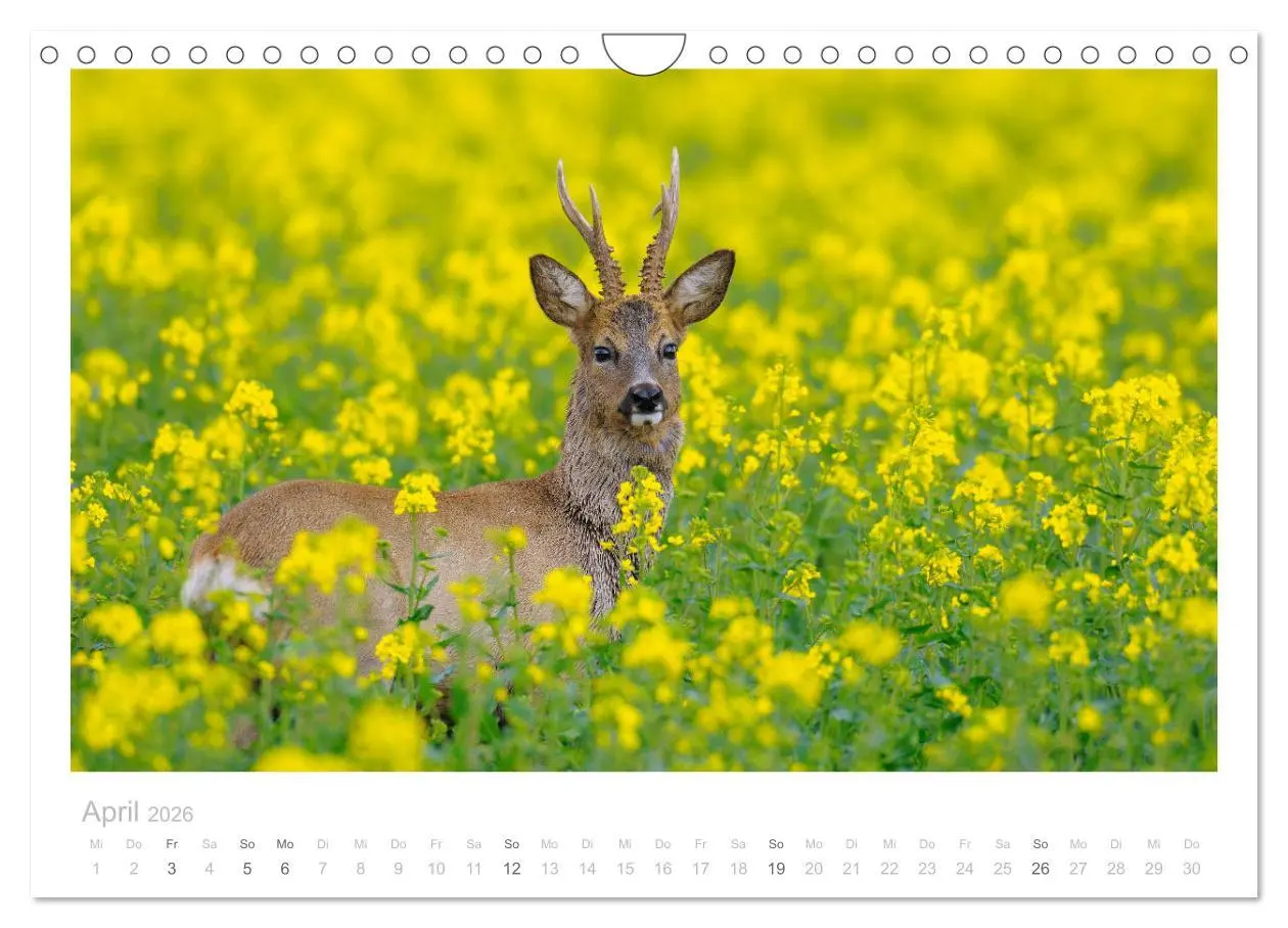 Bild: 9783457677032 | Rehwild 2026 (Wandkalender 2026 DIN A4 quer), CALVENDO Monatskalender