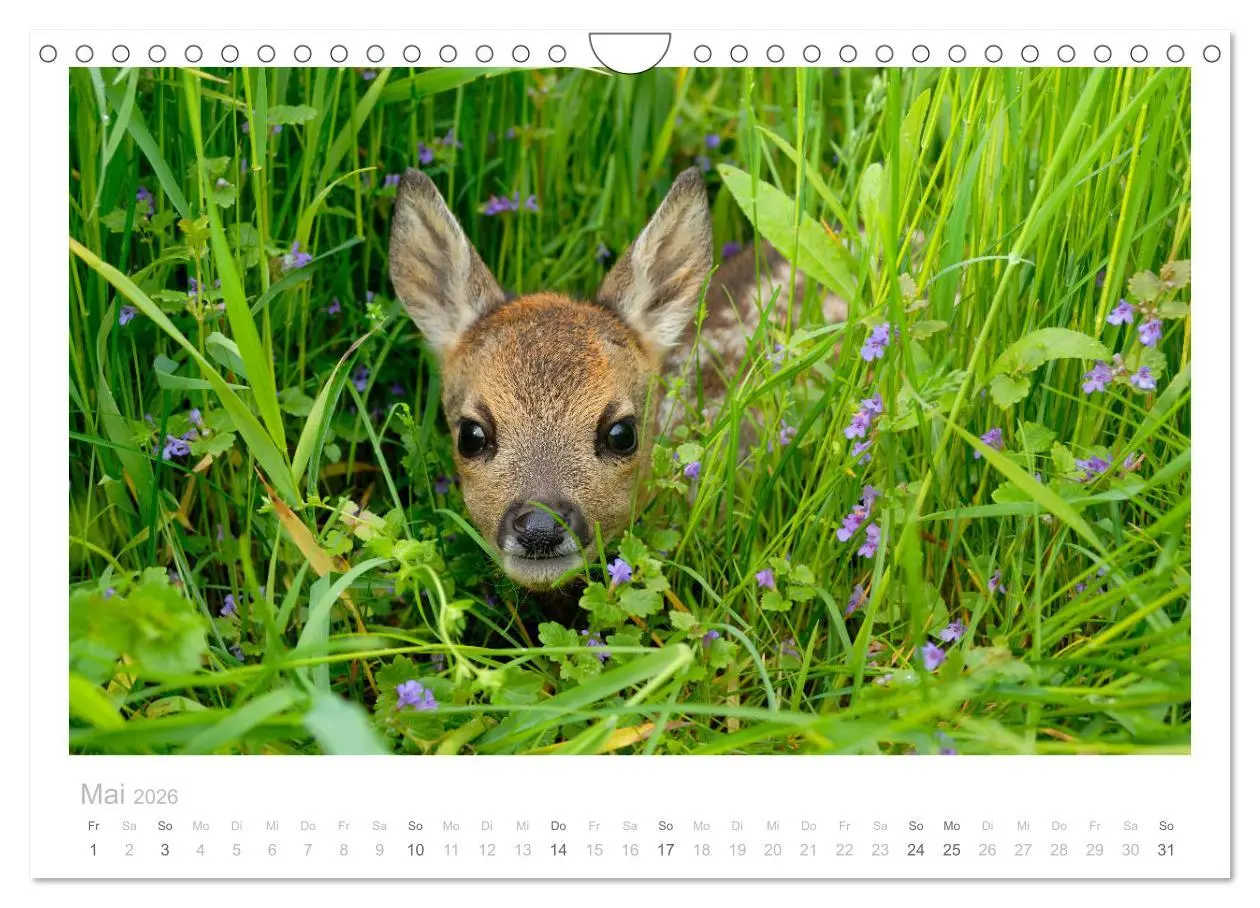 Bild: 9783457677032 | Rehwild 2026 (Wandkalender 2026 DIN A4 quer), CALVENDO Monatskalender