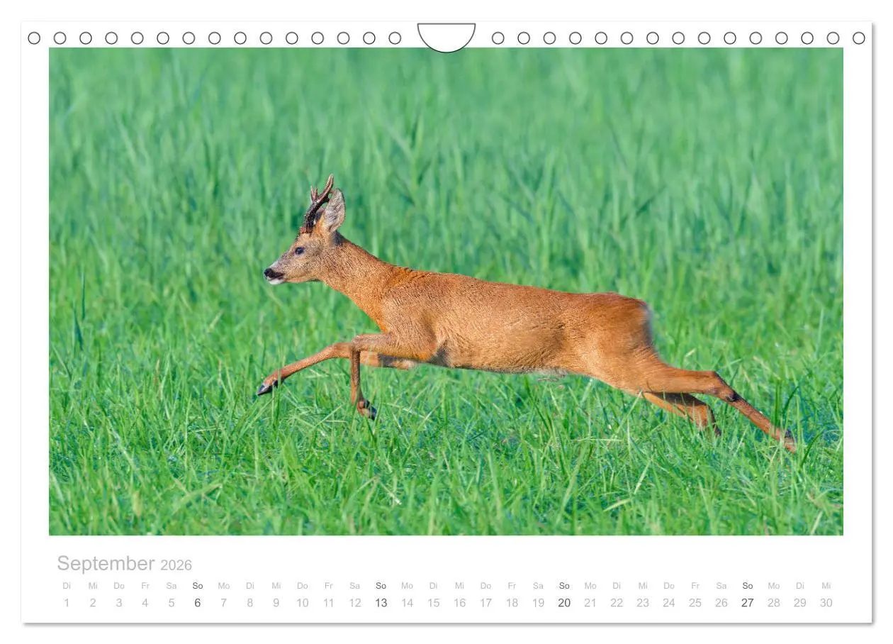 Bild: 9783457677032 | Rehwild 2026 (Wandkalender 2026 DIN A4 quer), CALVENDO Monatskalender